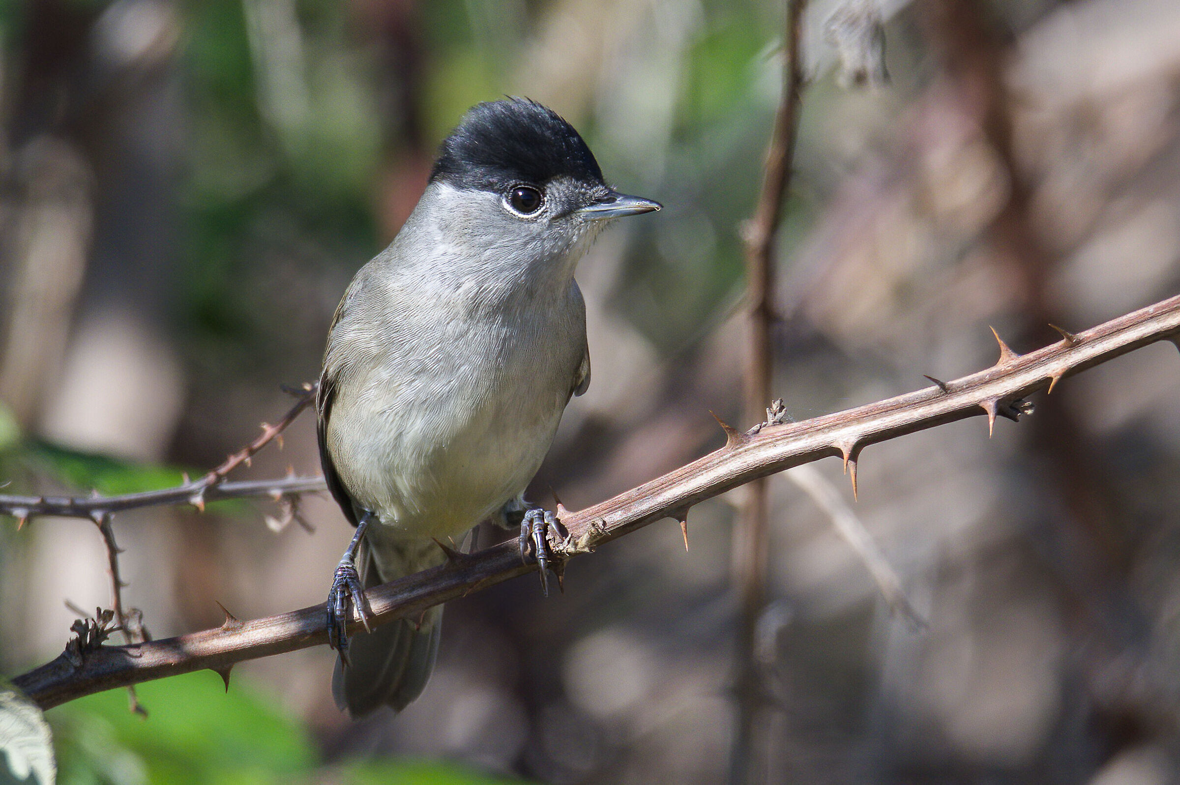 Capinera(Sylvia atricapilla)