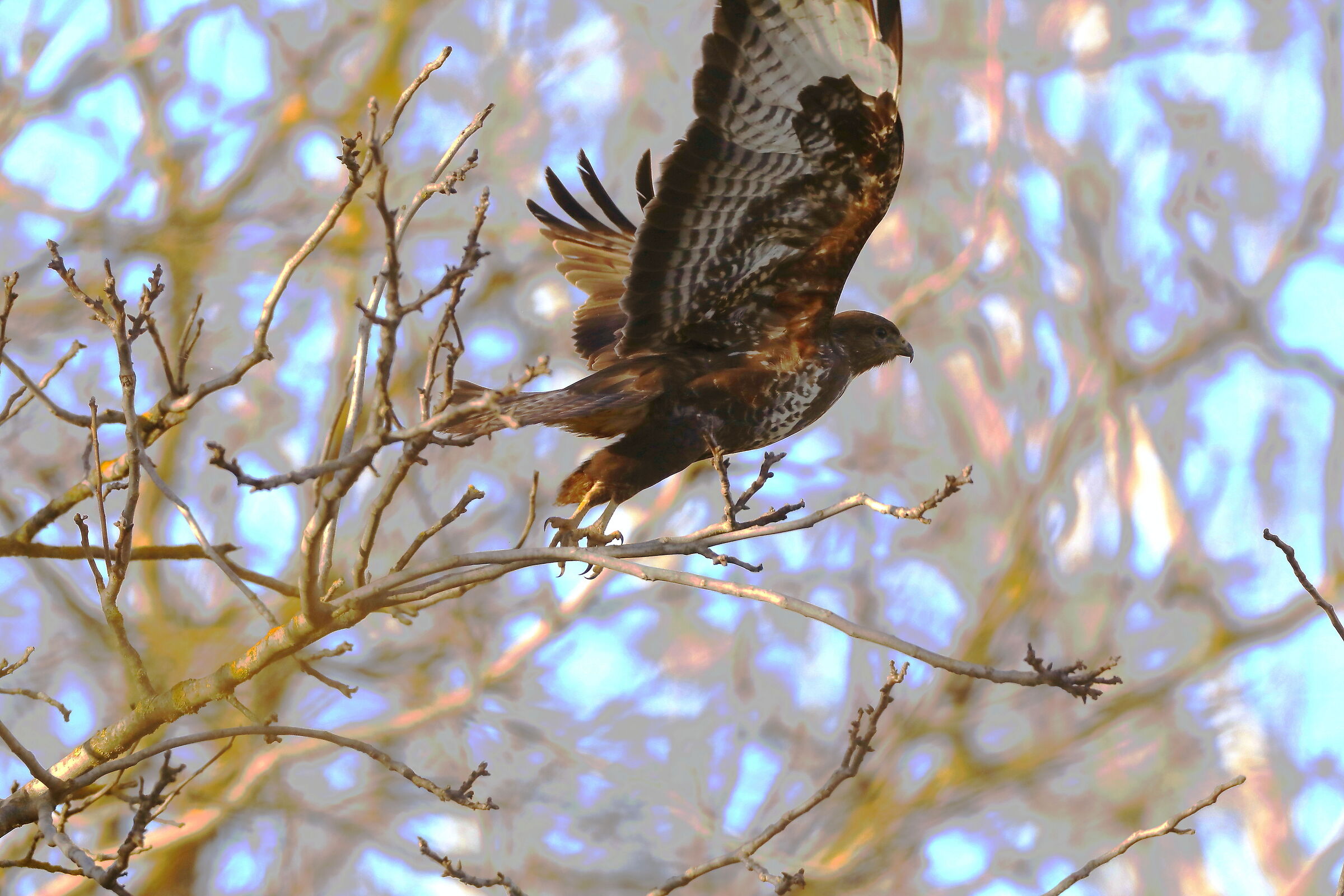 Buzzard flying away