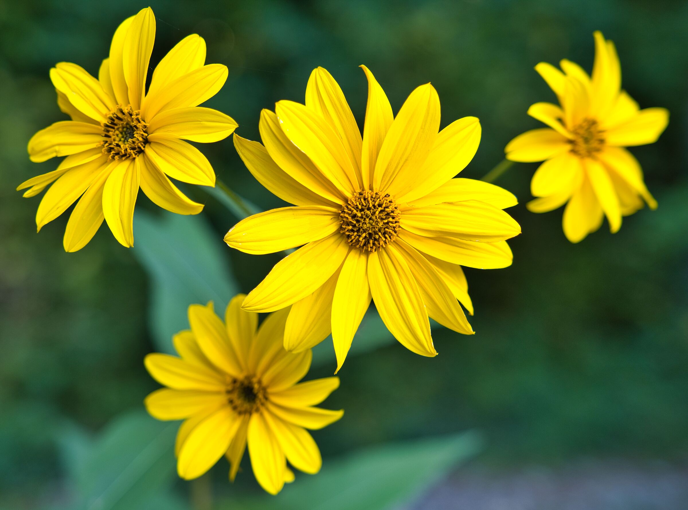 Autumn flower