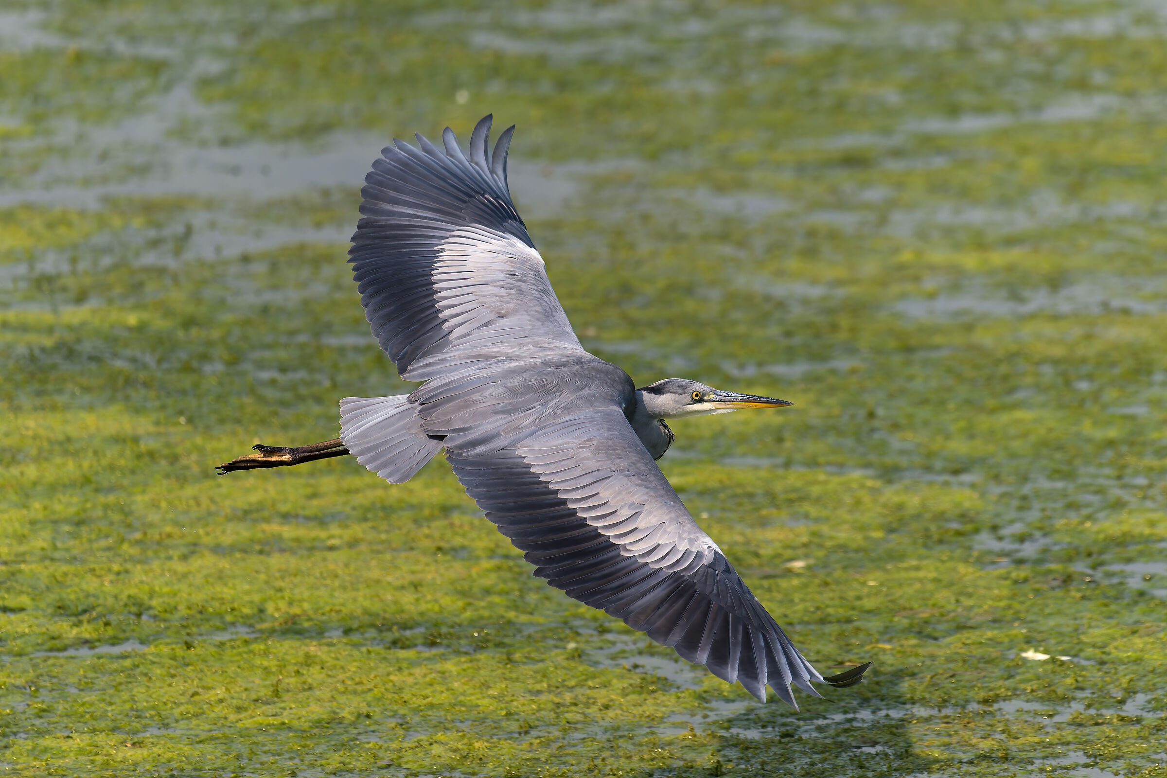 Grey Heron - Meisino Park - Turin