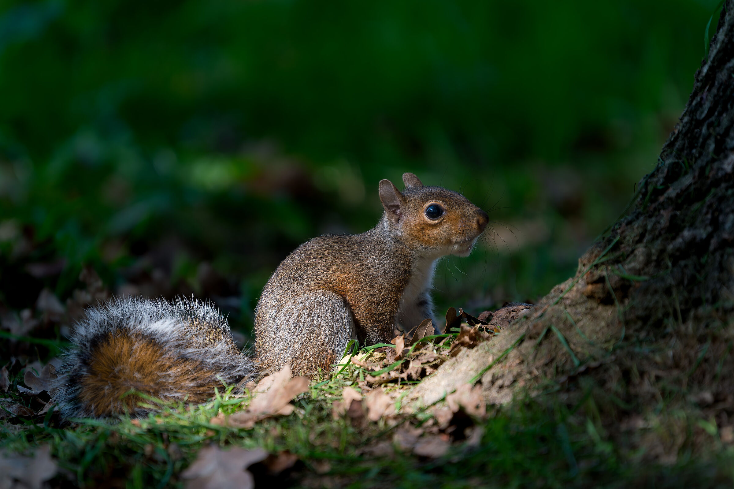 Scoiattolo Grigio - Parco del Meisino - Turin