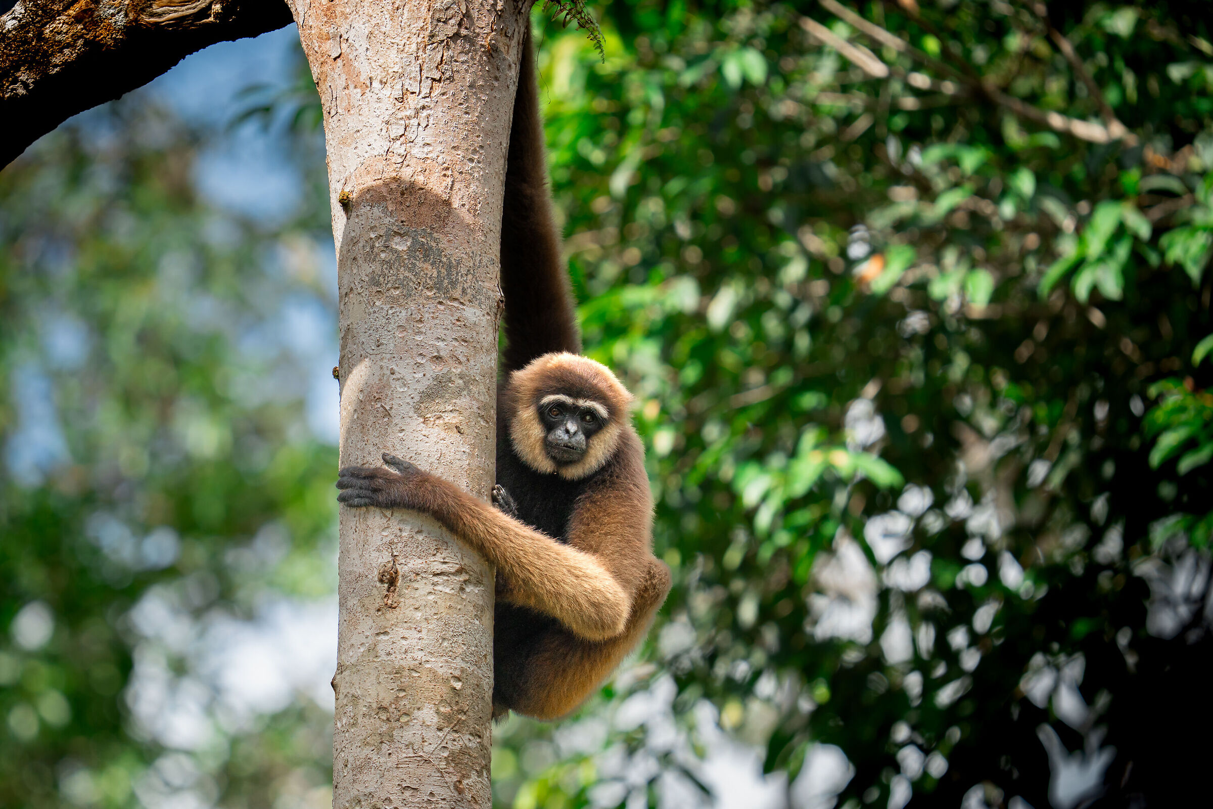 Gibbone barba bianca