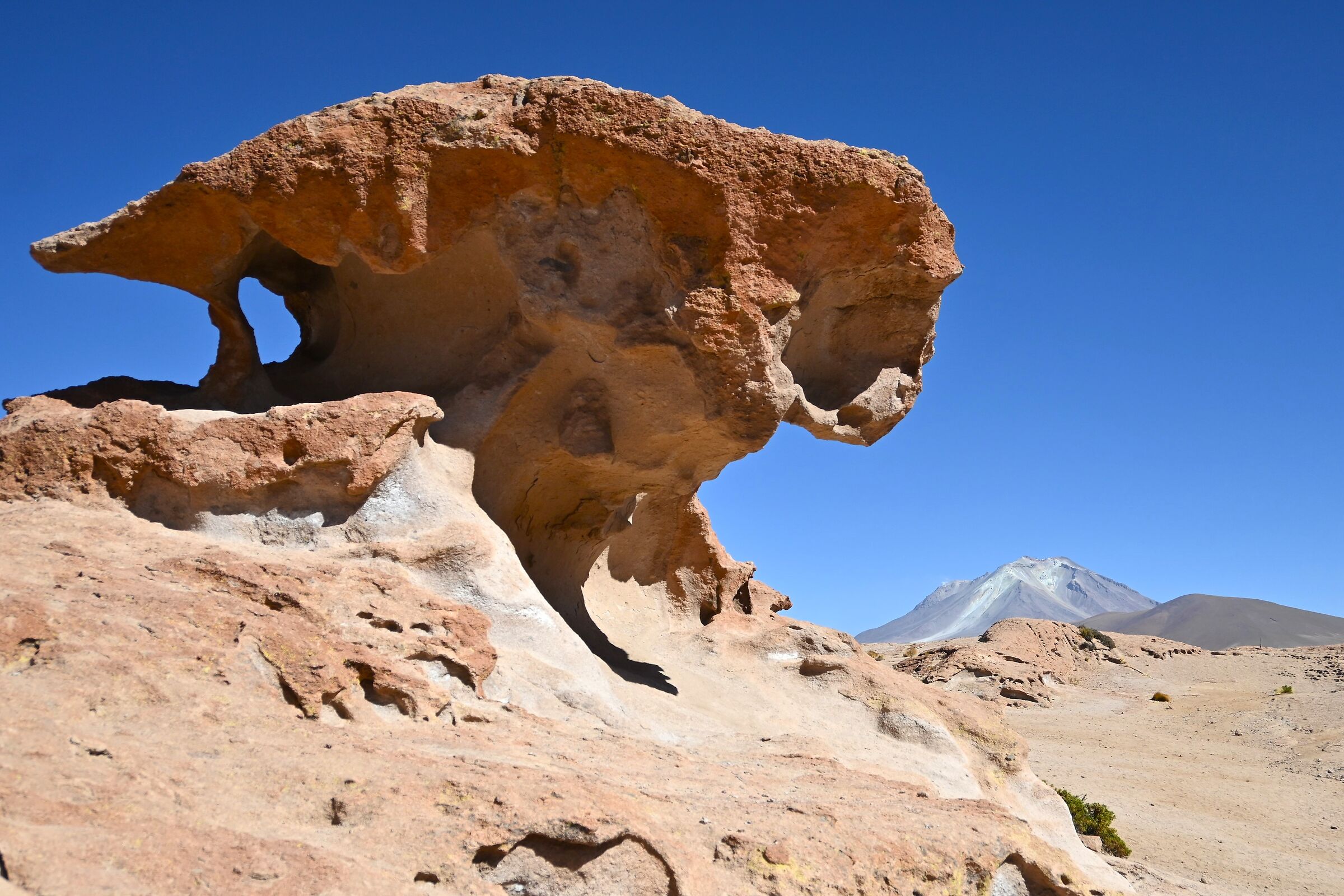 Arbol de Piedra who didn't believe it