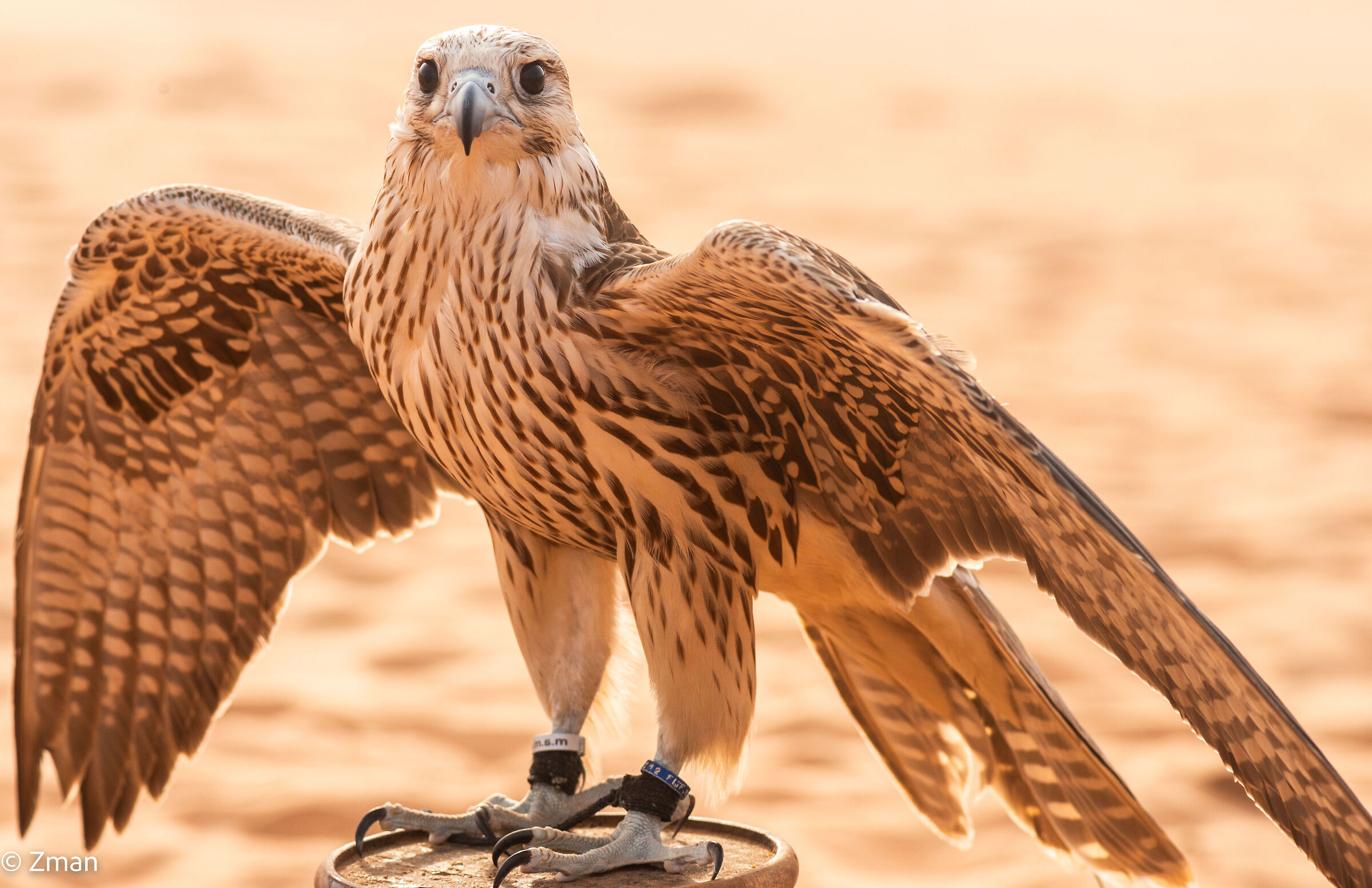 Il falco mostra le ali