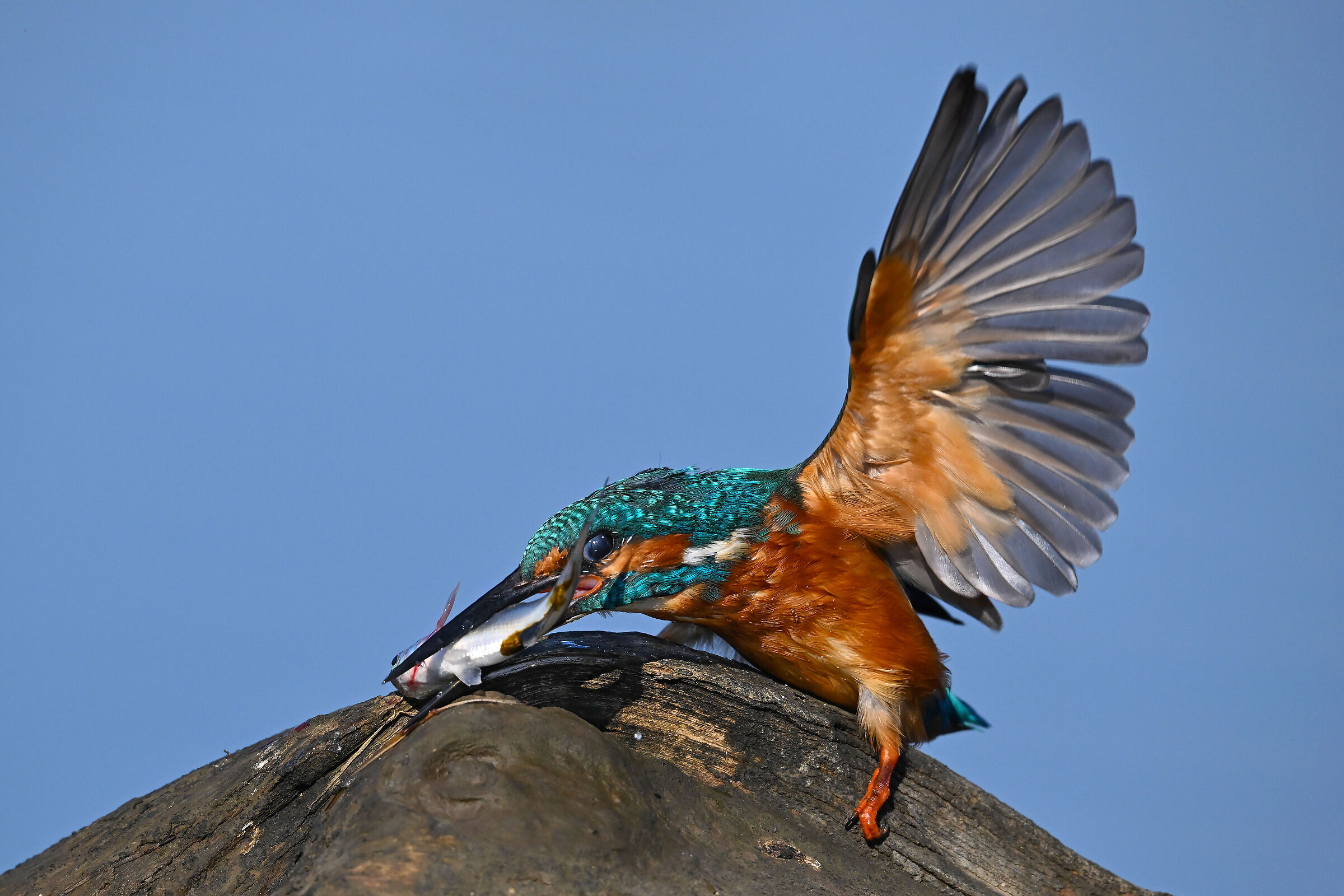 Kingfisher, the "preparation" of the meal.