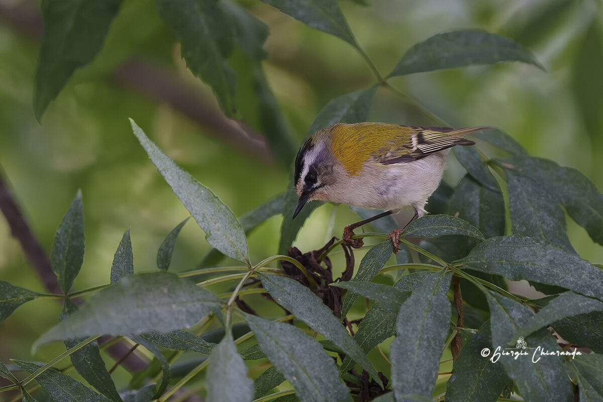 Fiorracino (Regulus ignicapilla)