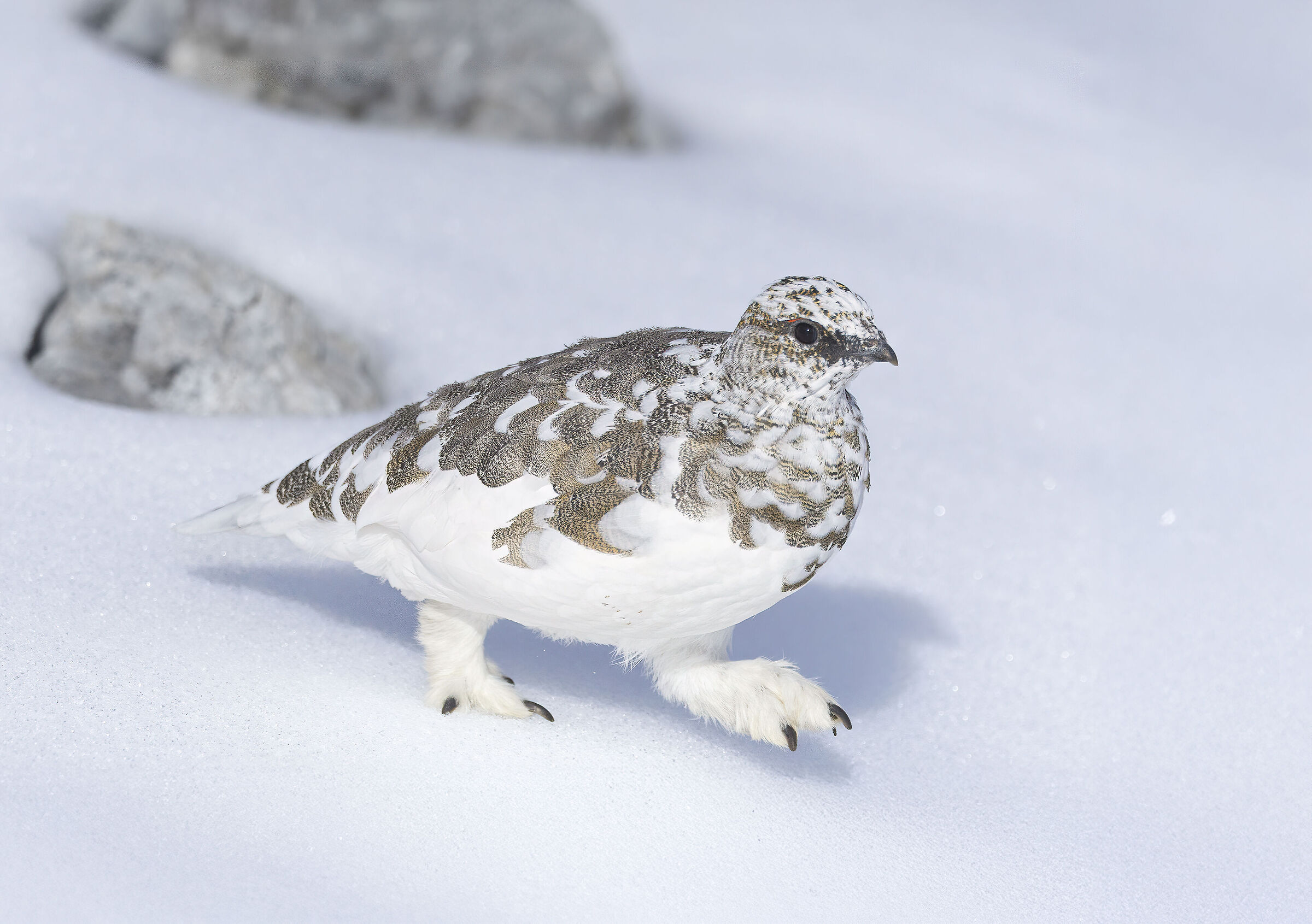 Amazing Paws, ptarmigan, October 2025