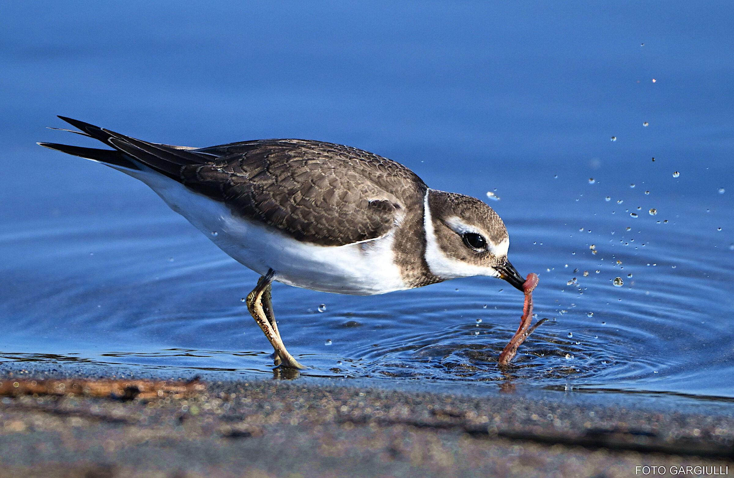 Big courier with prey