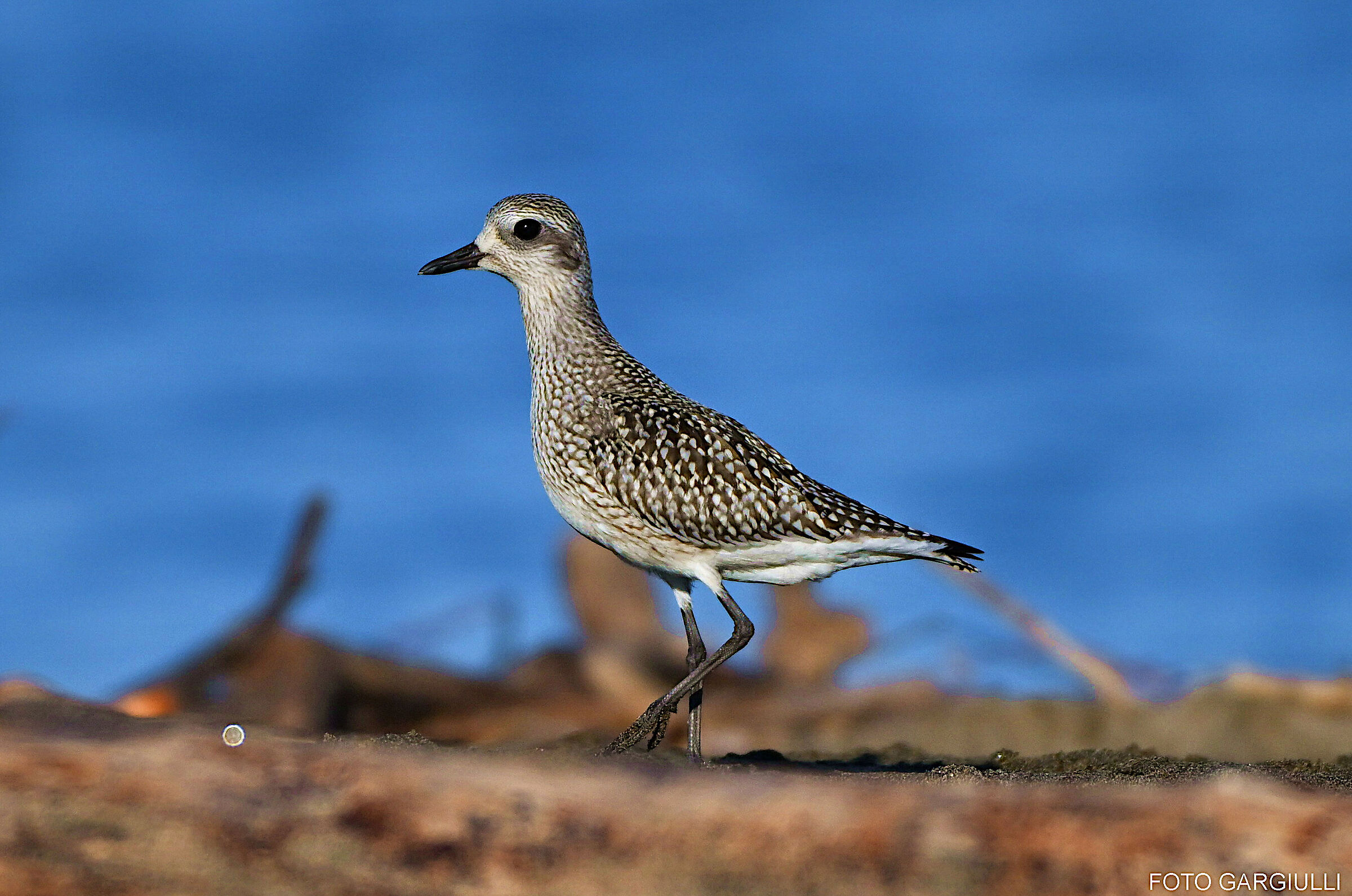 Grey plover