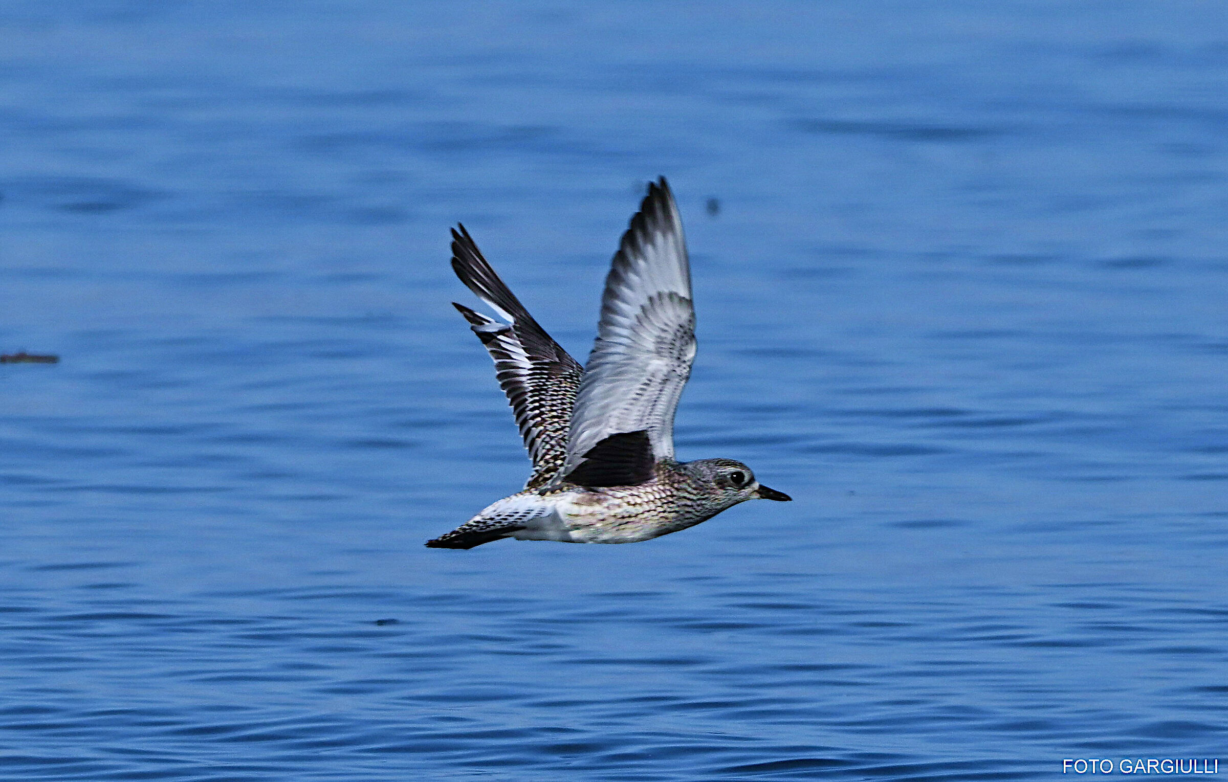 Grey plover