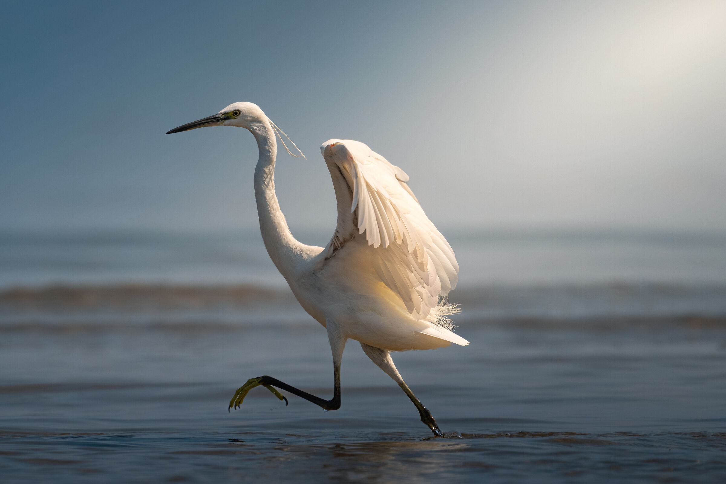Racing Egret
