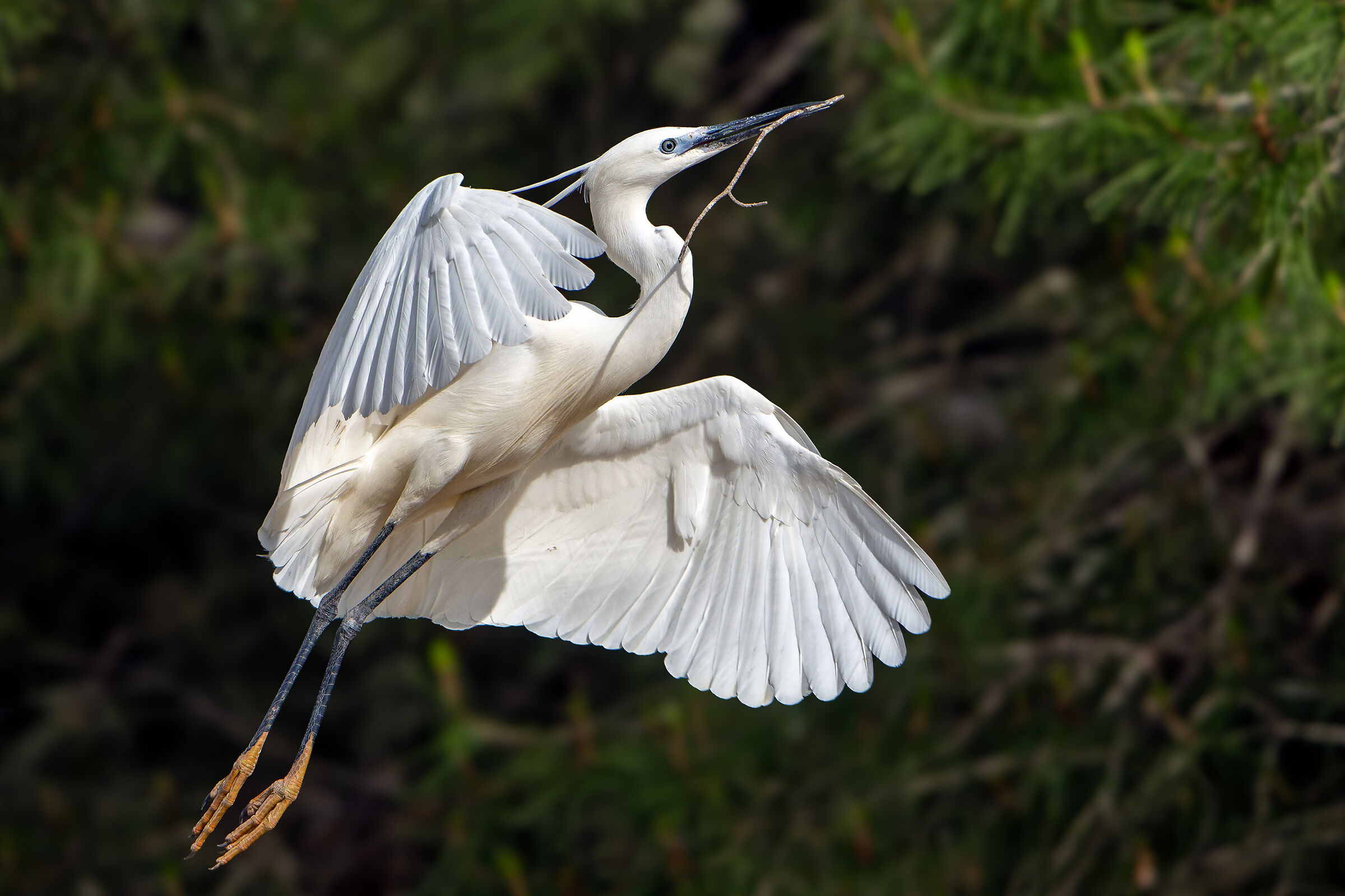 Egret