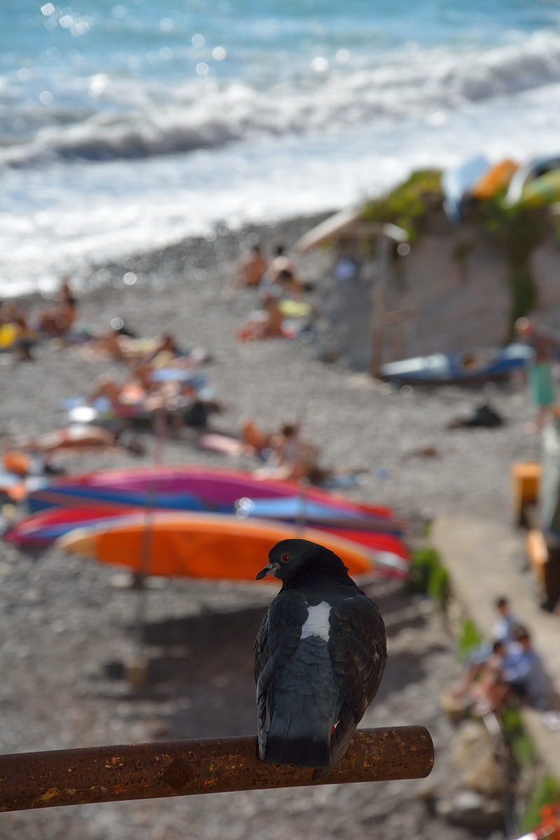 Il piccione impiccione