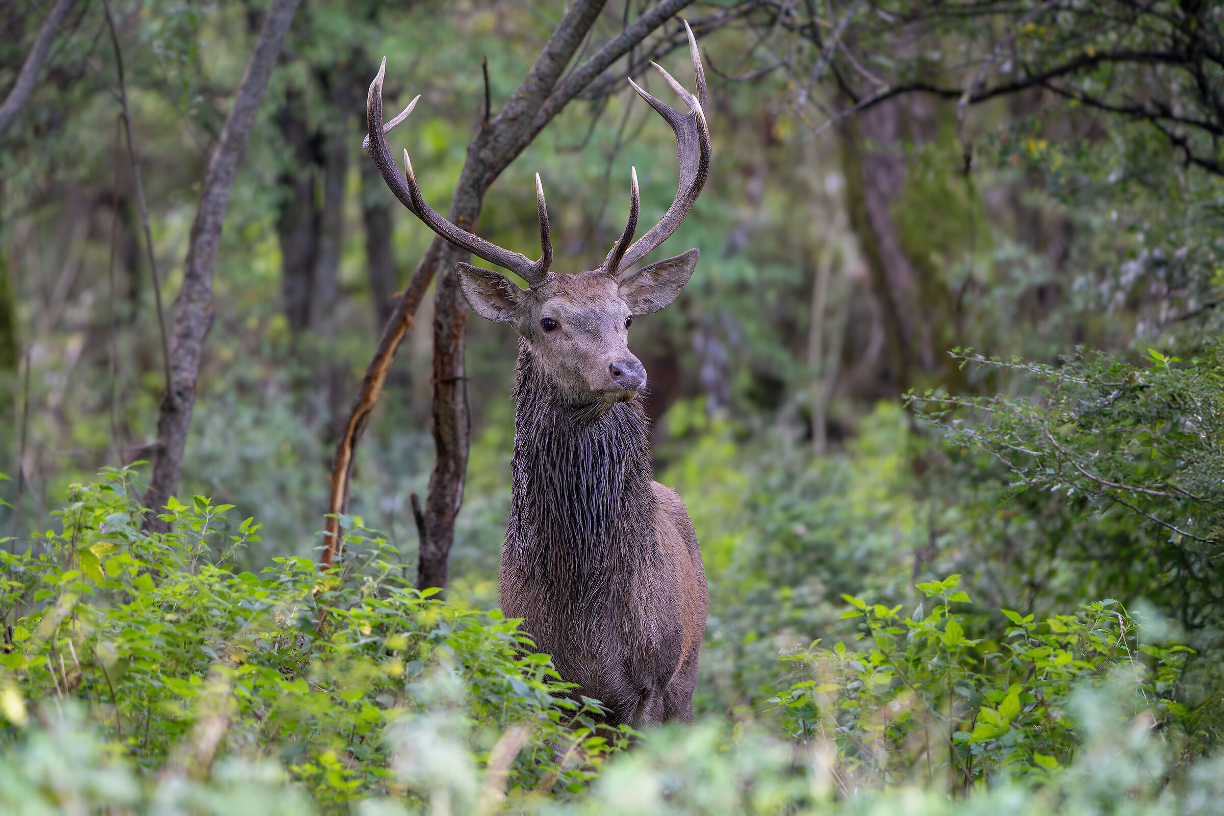 Spiando il maschio dominante e il suo harem...