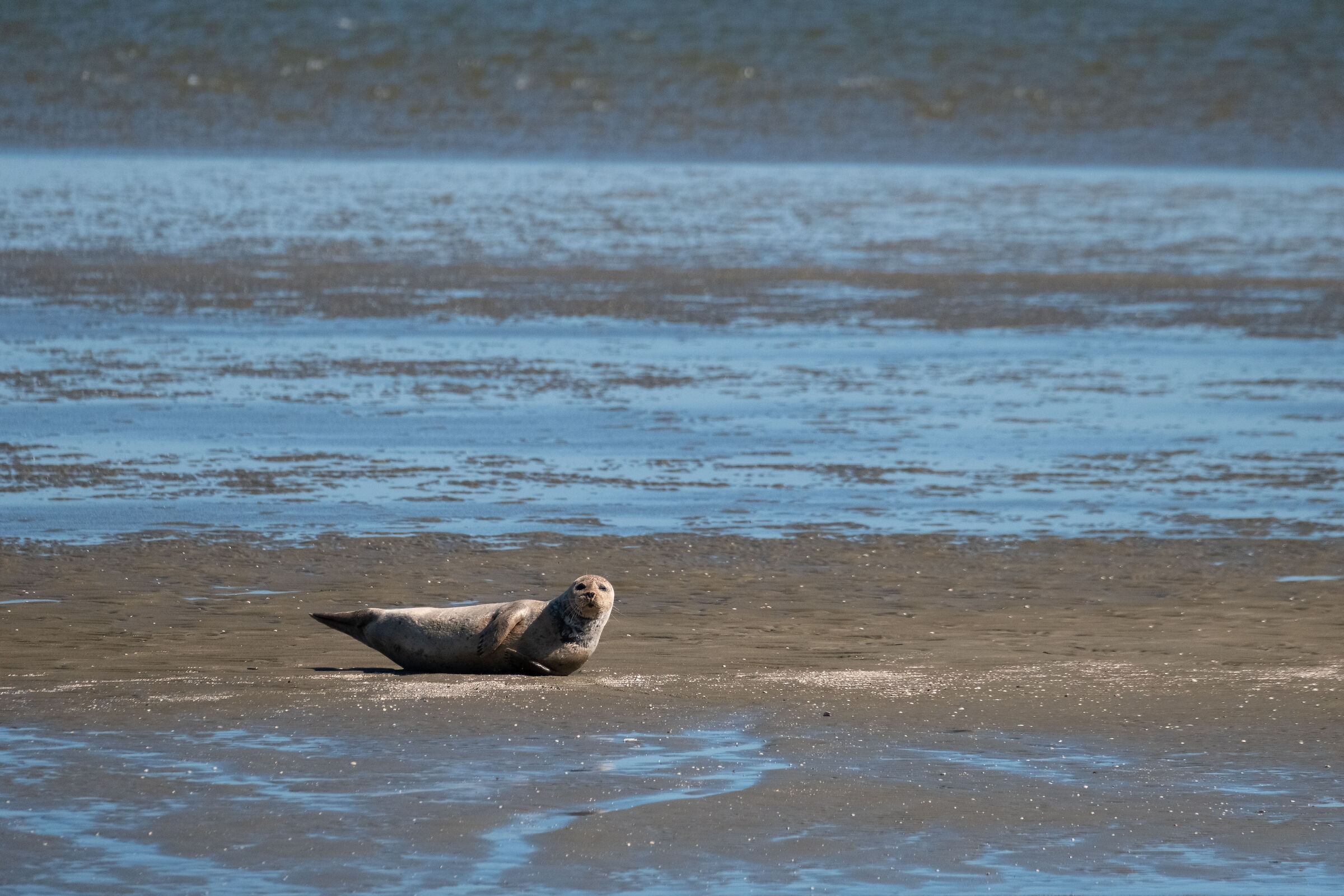 Seal