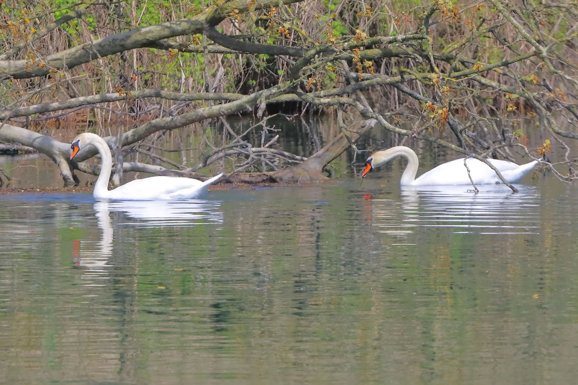 Cigni R 22 aprile 2025 - 0002