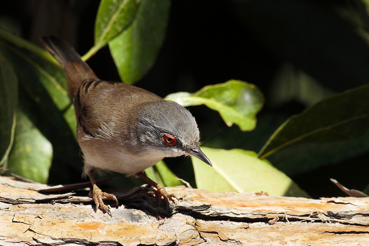 Scalloped Female