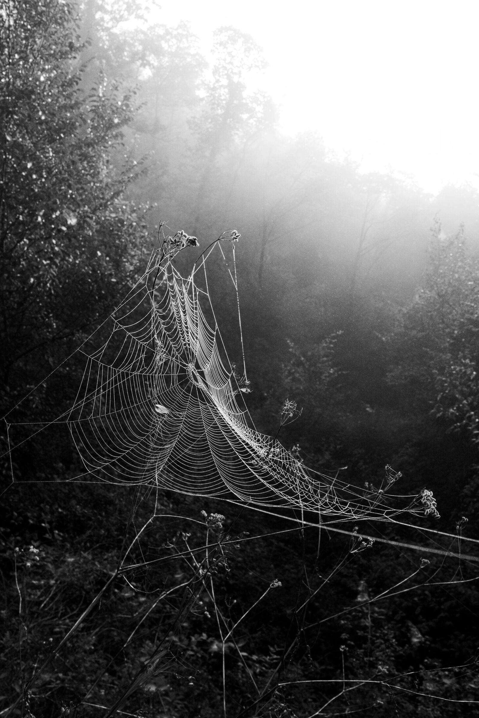 Web, 2025