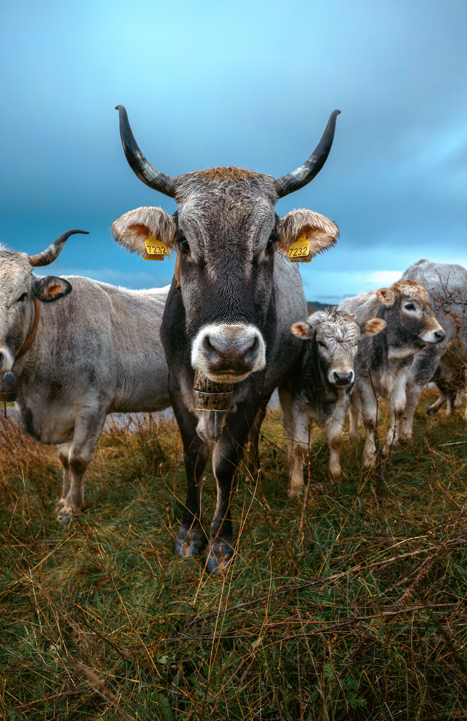 Cow meeting, a group photo.