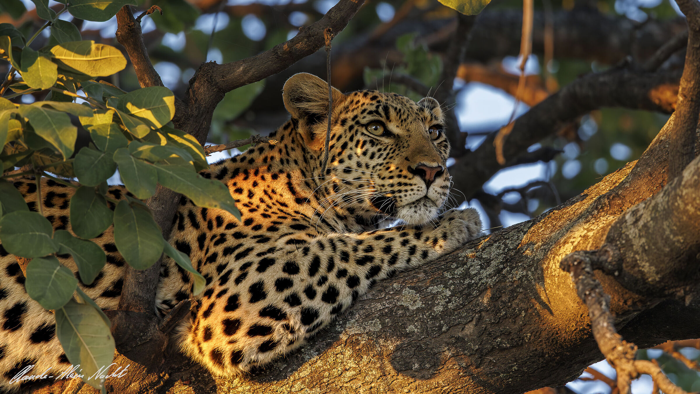 Leopard at sunrise