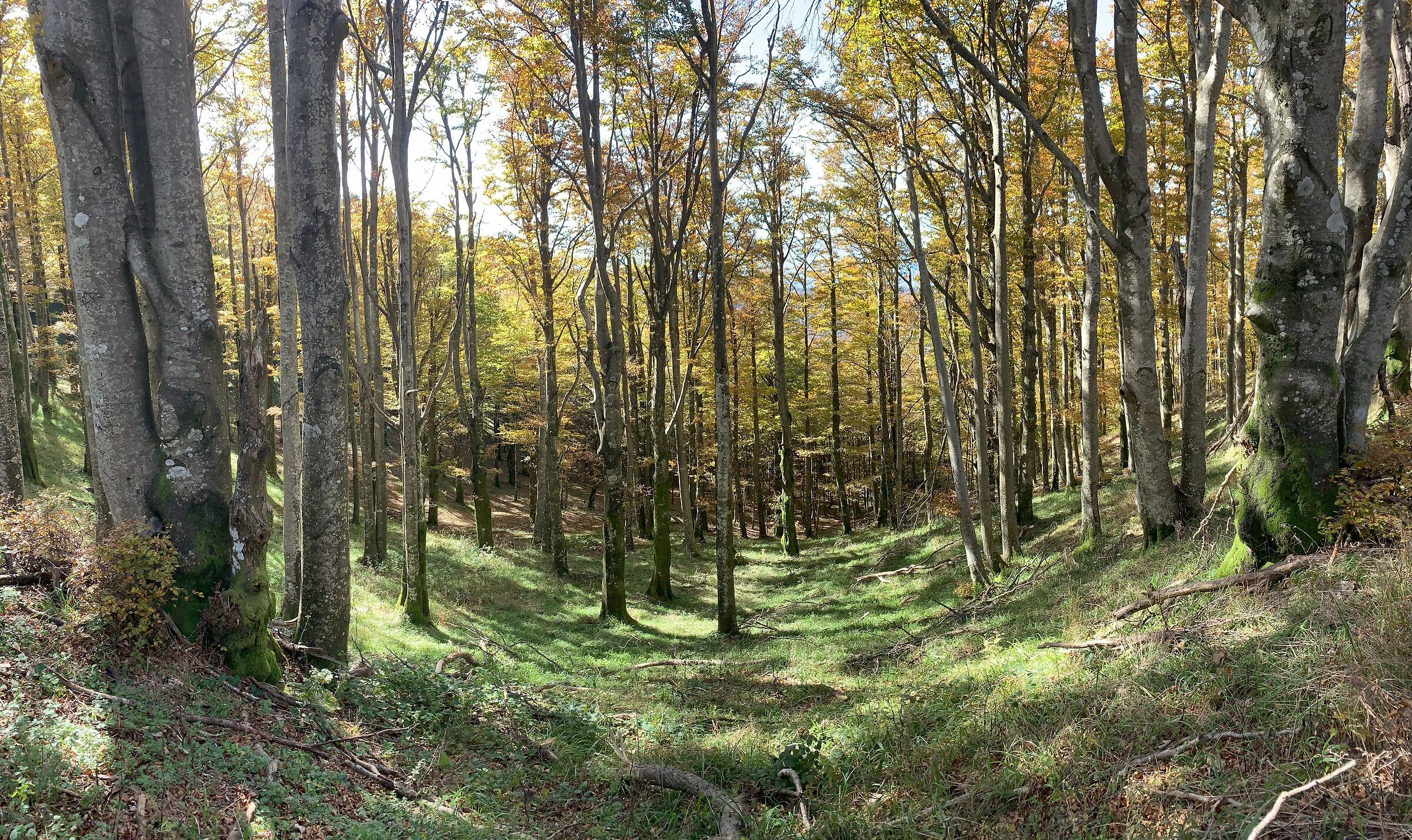 CAI 00 path (GEA - Alta Via dei Parchi) - Beech forest