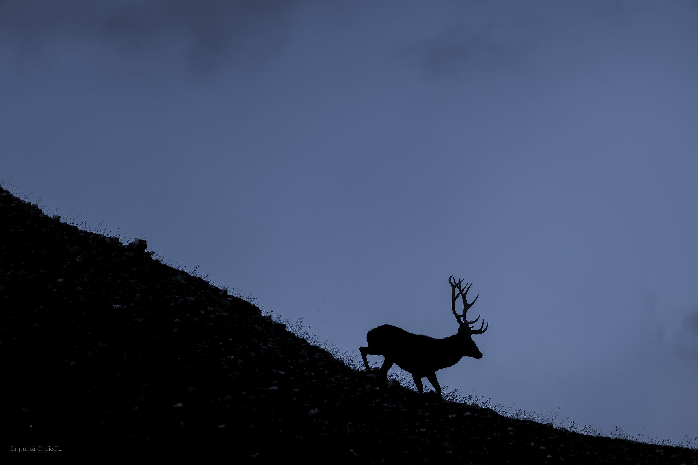 l'alba del bramito - the dawn of the bellow - Red deer