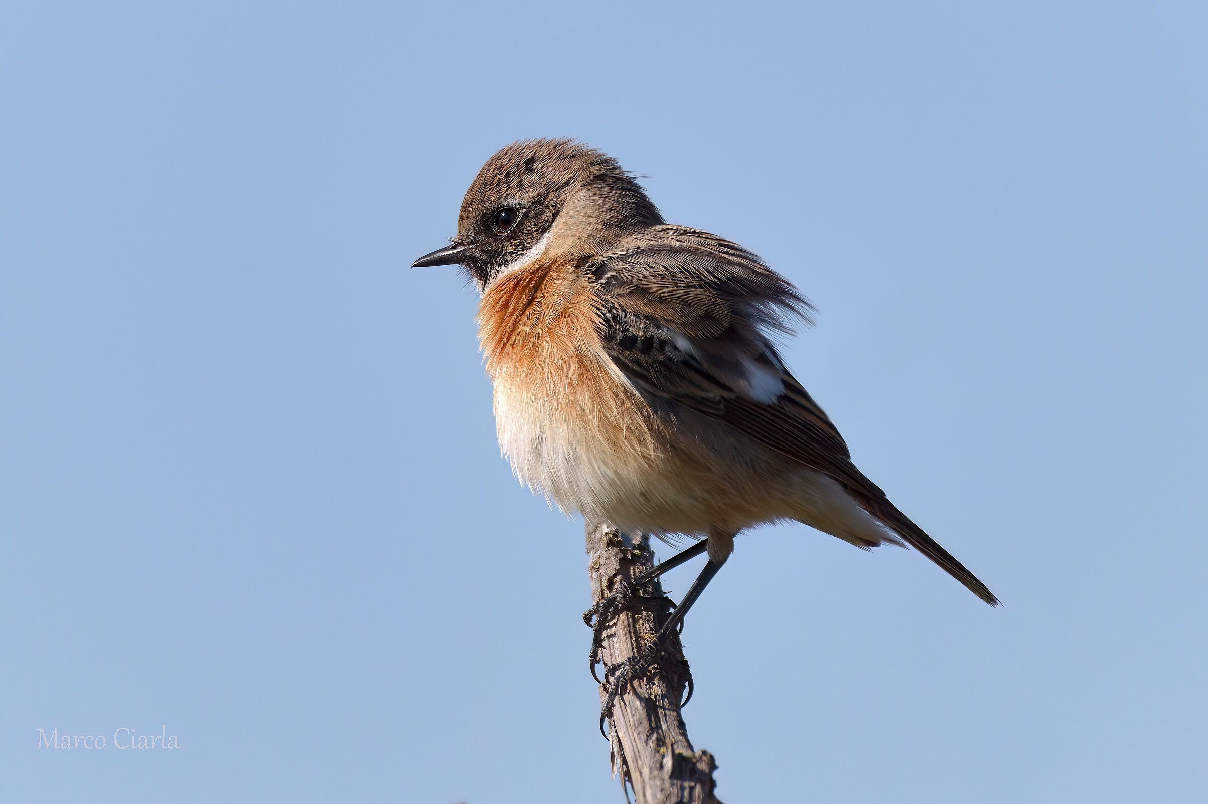 Saltimpalo (Saxicola torquata  )