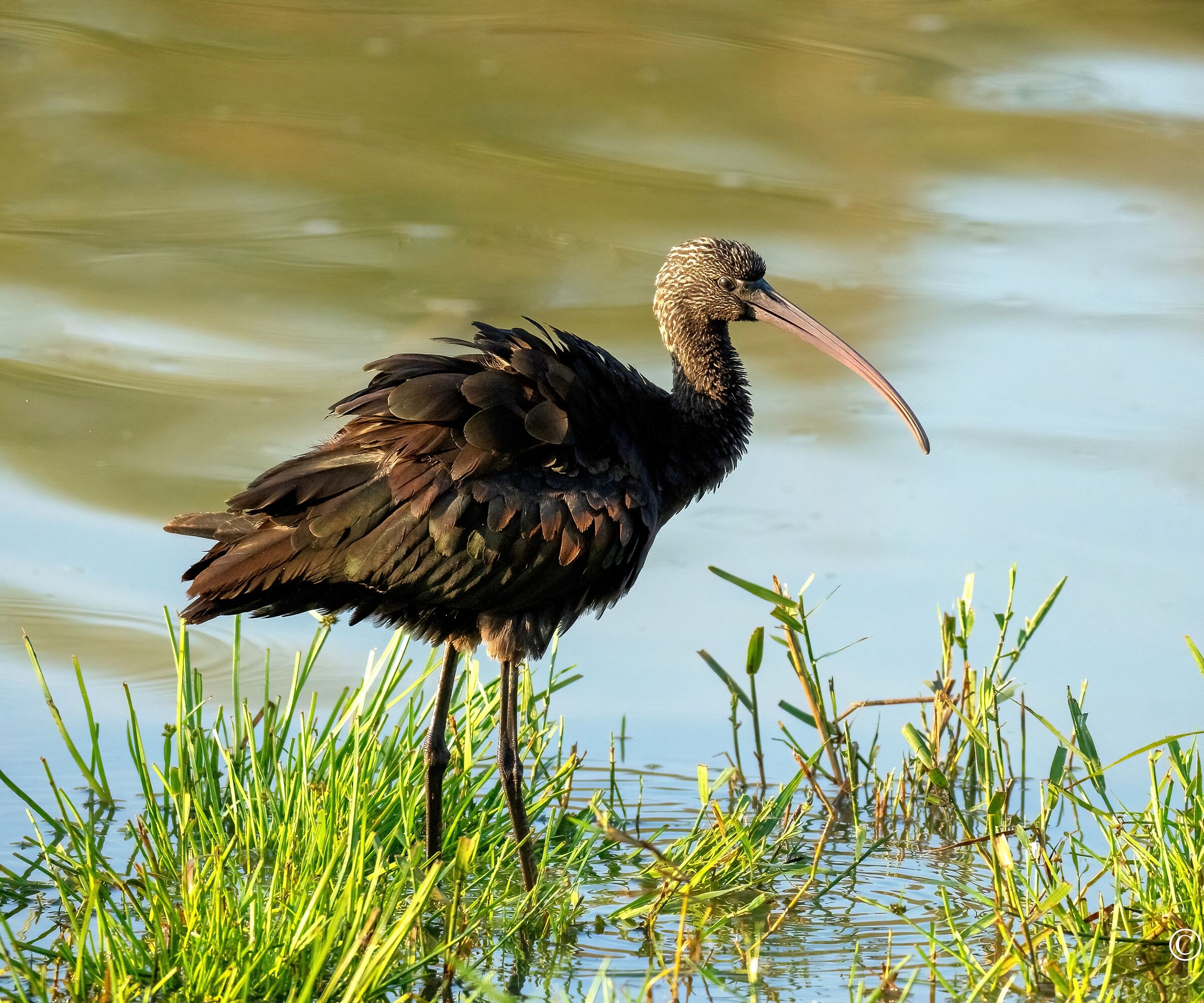 Mignattaio (Plegadis falcinellus)
