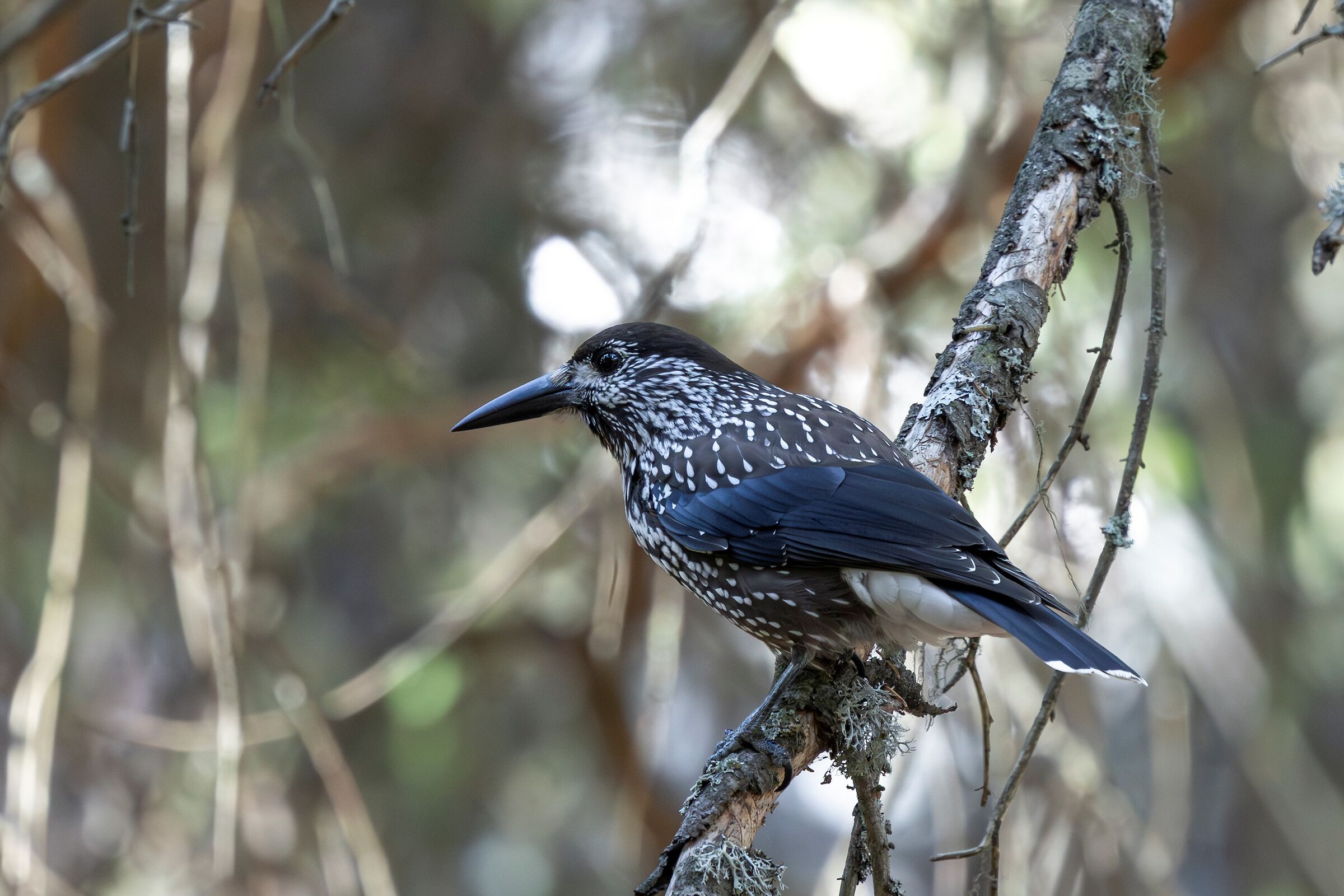 nel cuore della selva - nocciolaia