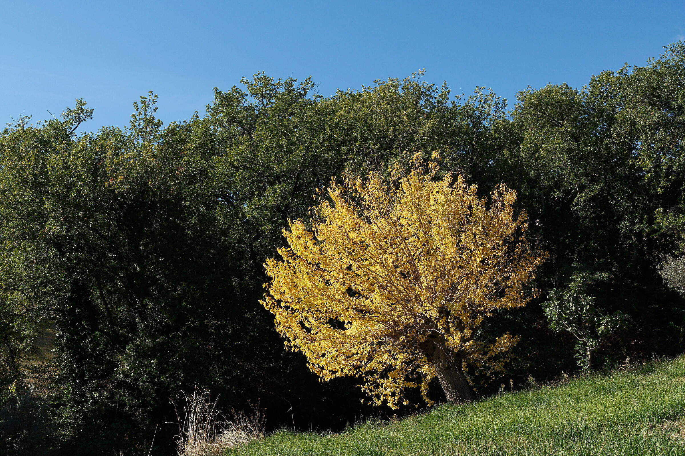 In the green... The yellow