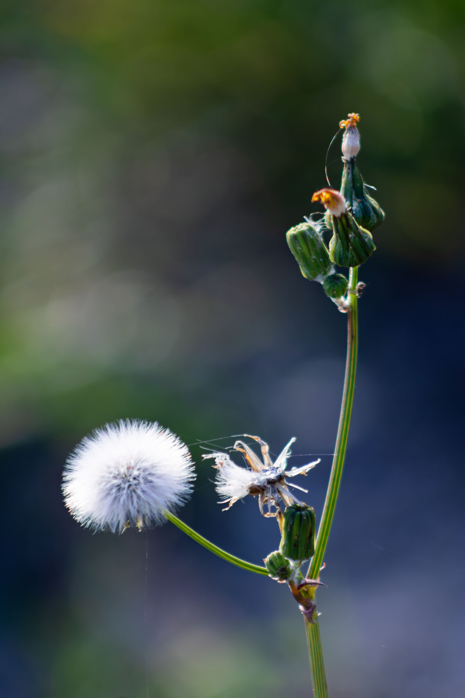 Soffione di tarassaco