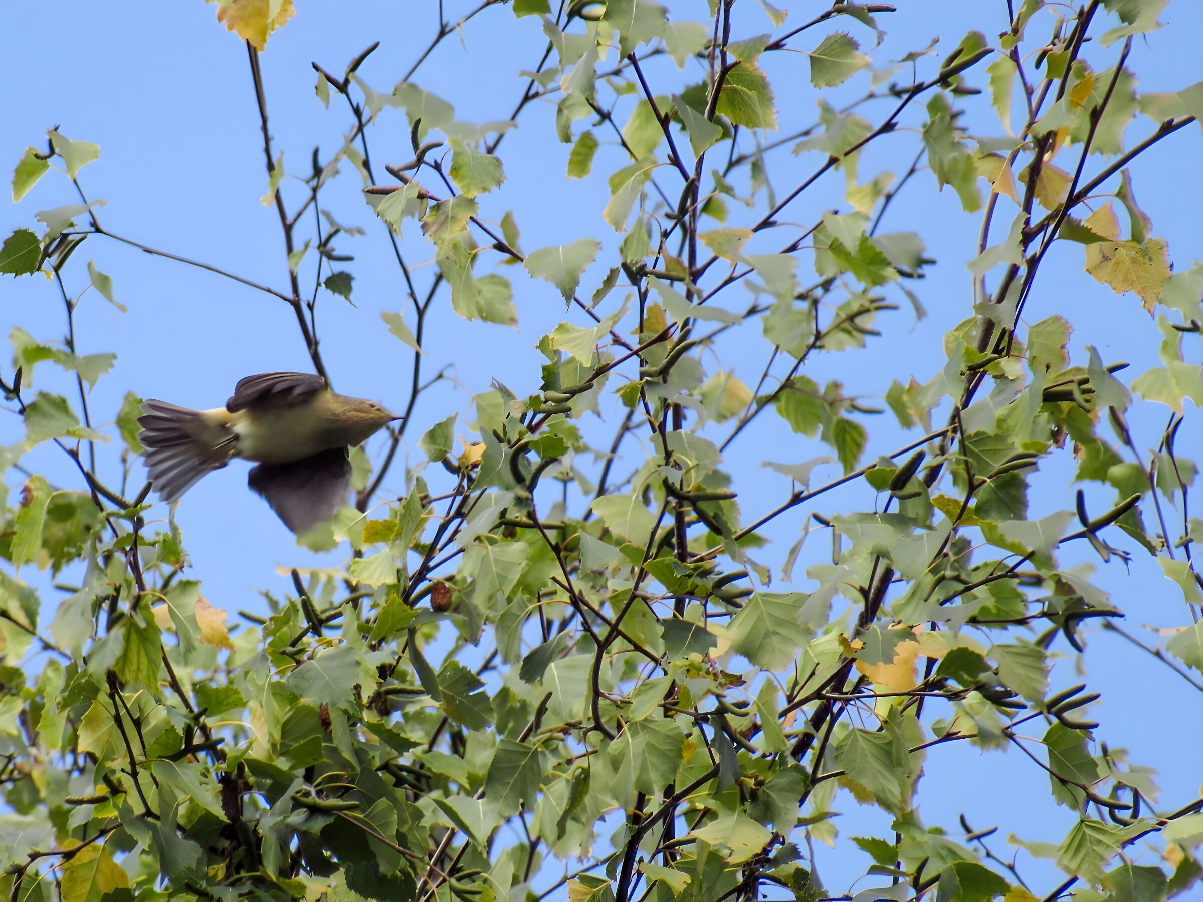 Sparrow in flight