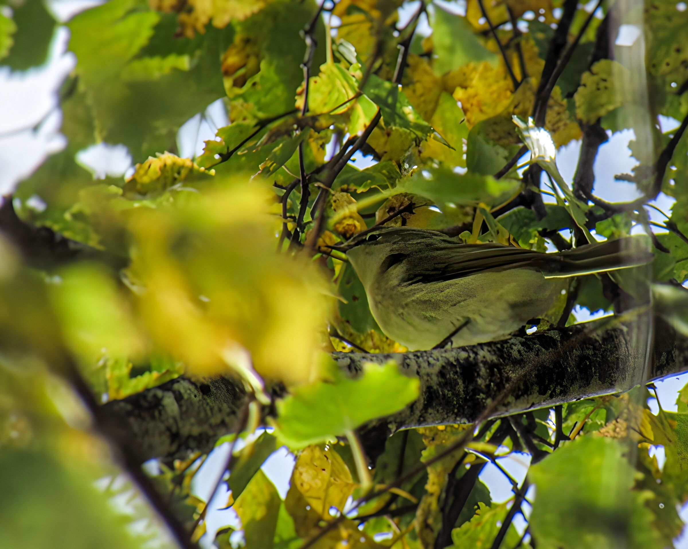 Sparrow on a branch