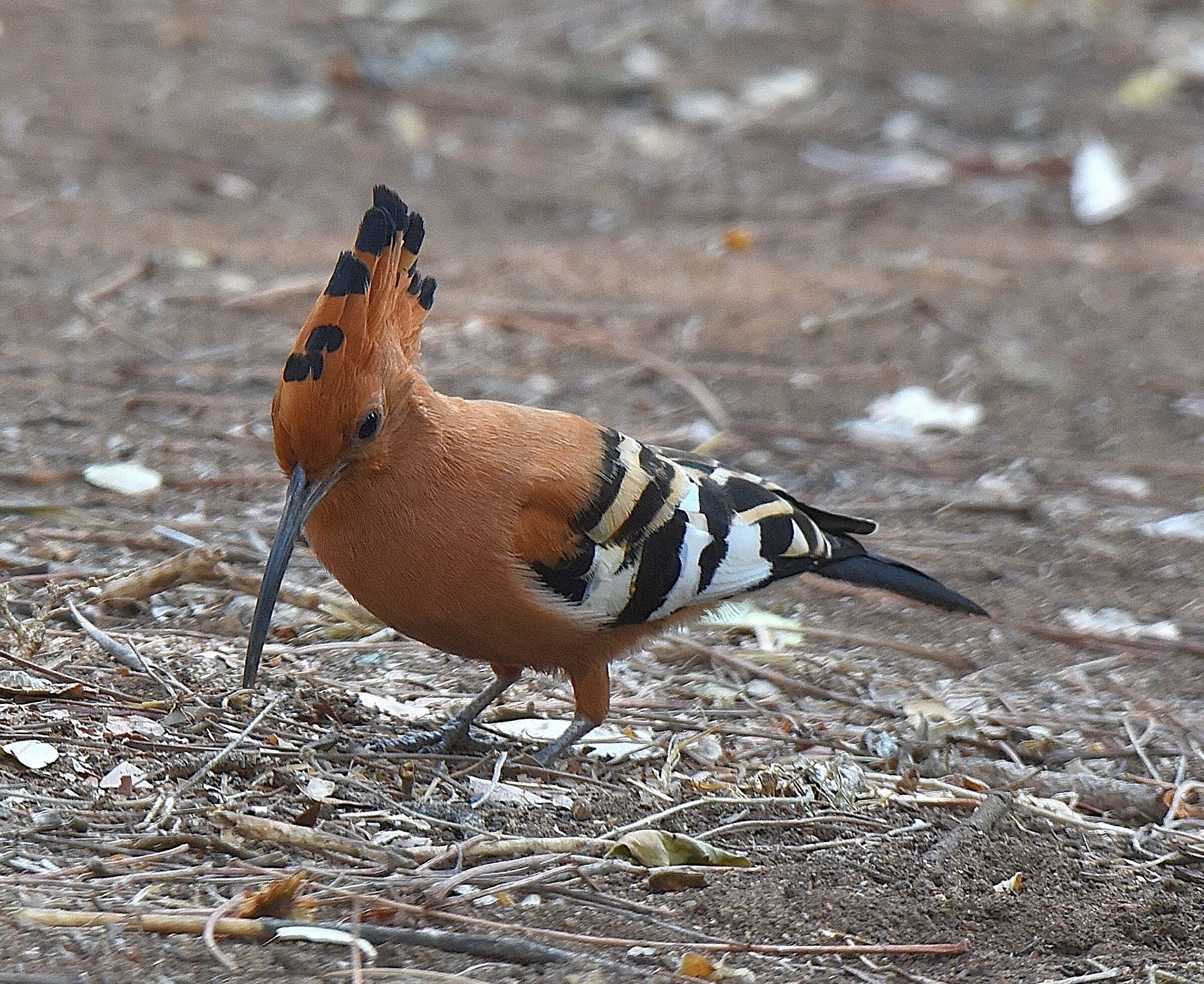 hoopoe