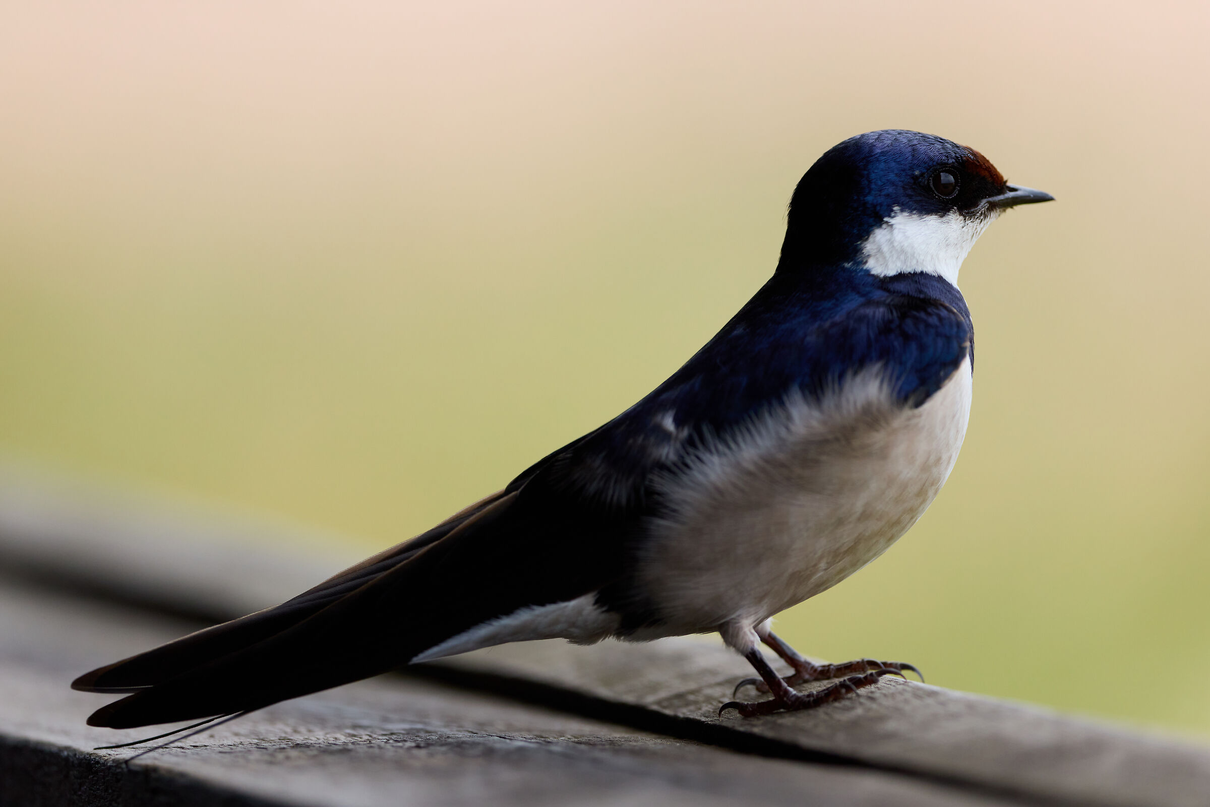 Hirundo albigularis