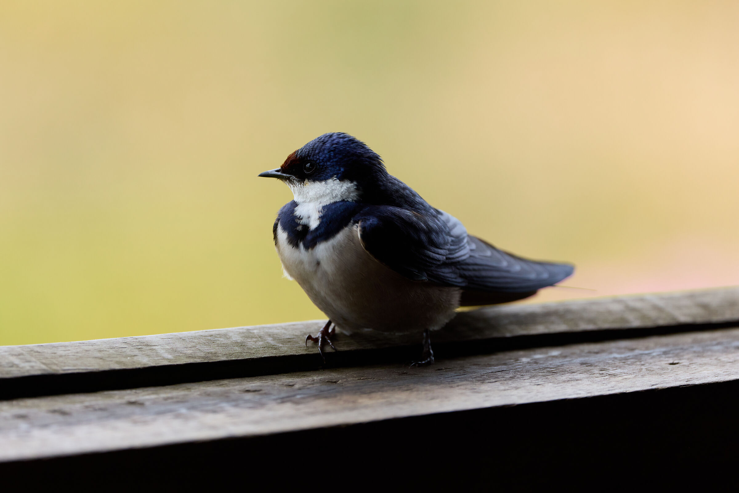 Hirundo albigularis