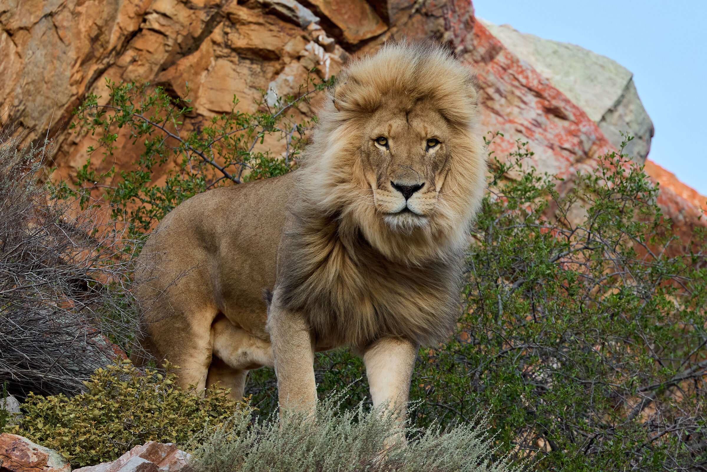 Lion