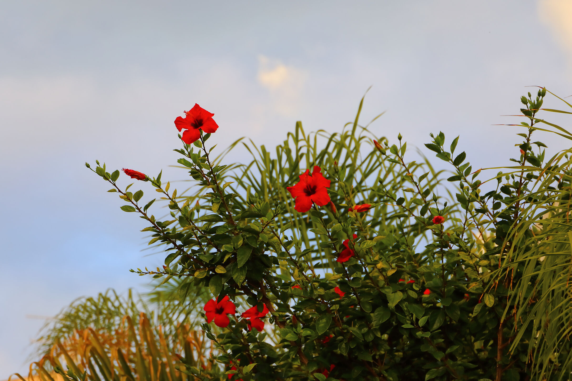 Ibisco 02 ottobre 2025 - 0027