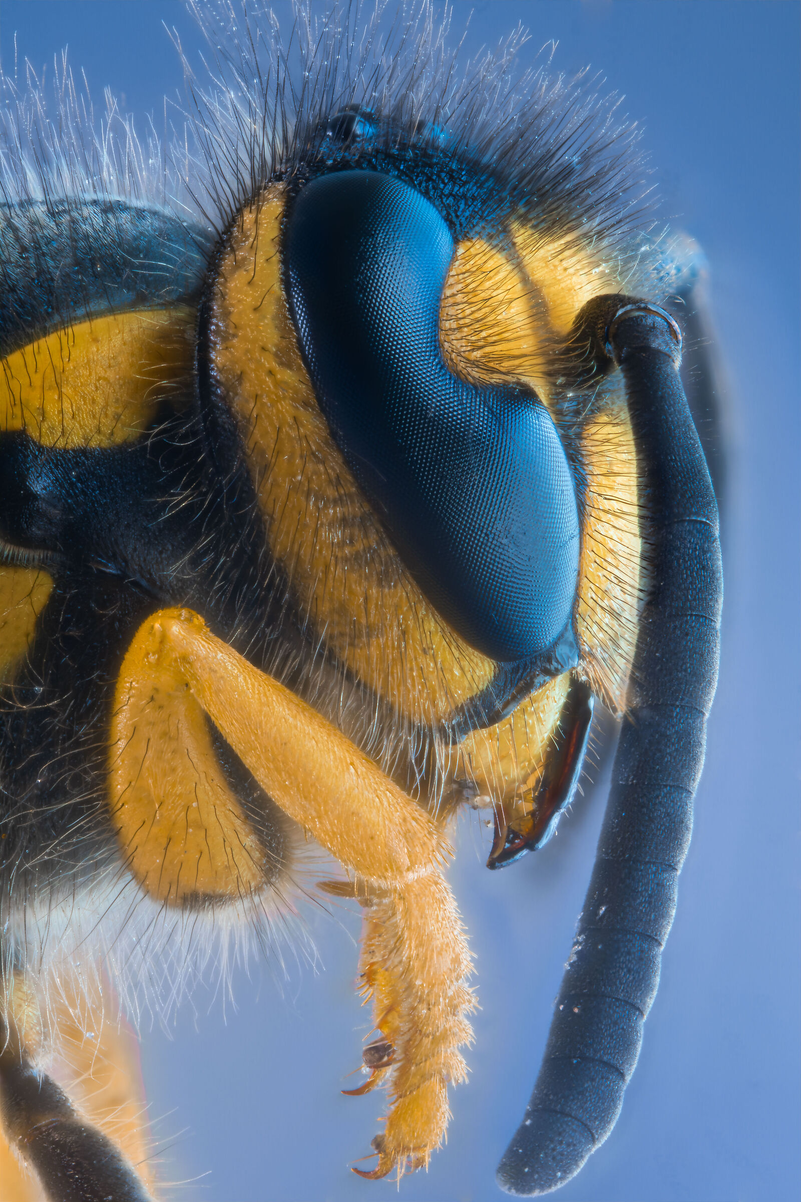 Vespula Vulgaris