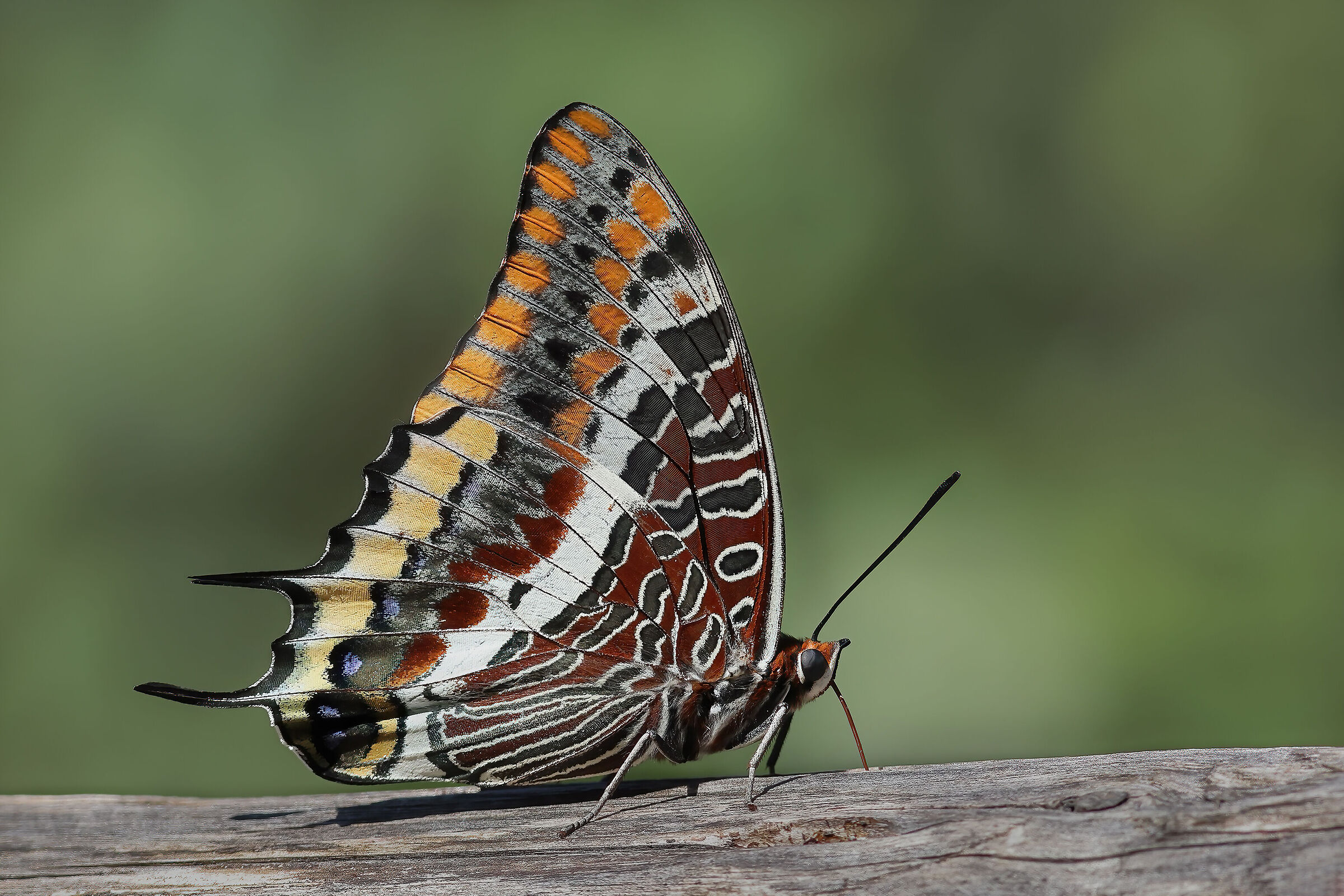 Strawberry tree nymph