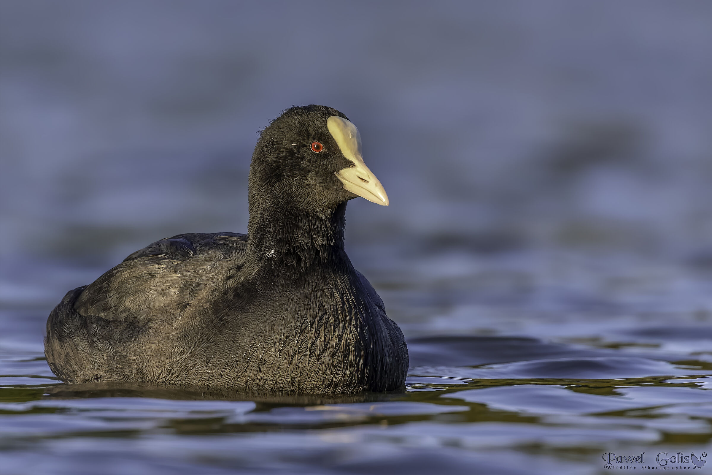 Folaga (Fulica atra)