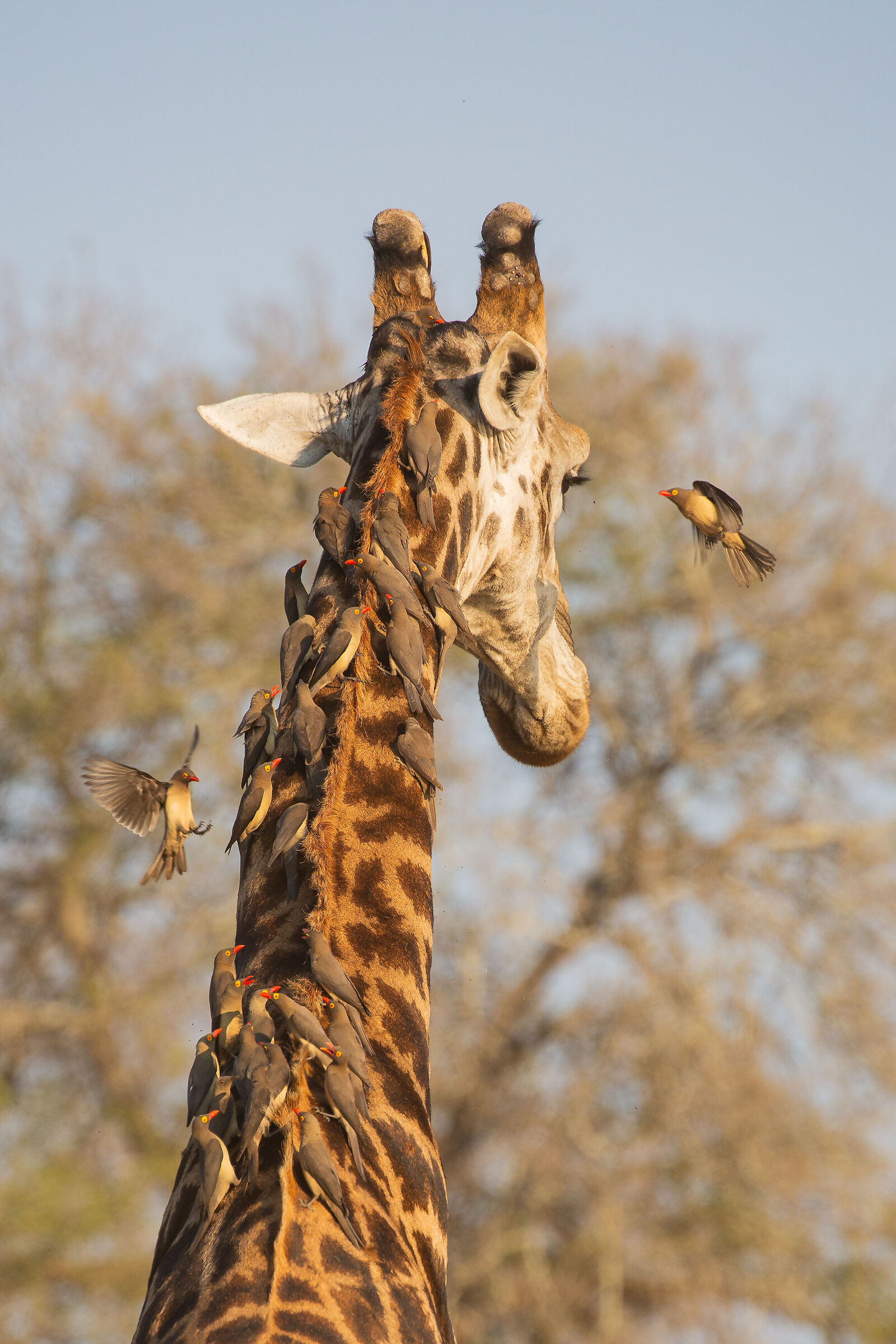 Squadra di pulizia in azione!