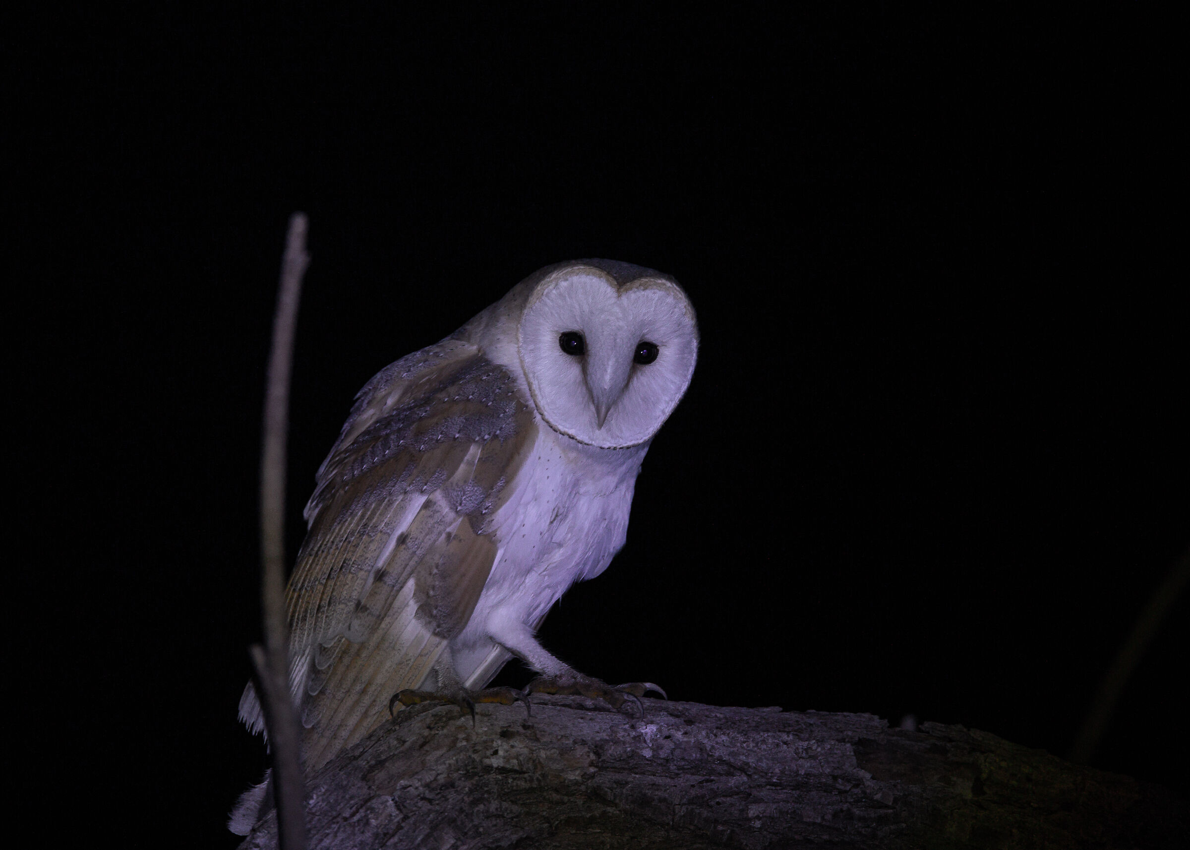 Barn owl