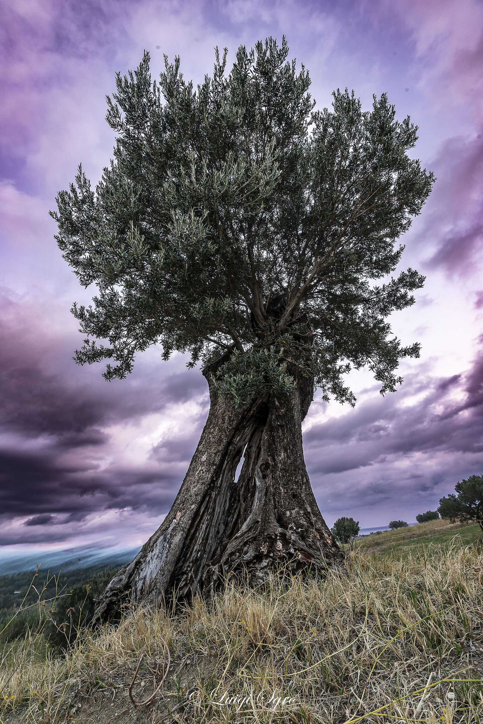 Symbol of the Mediterranean