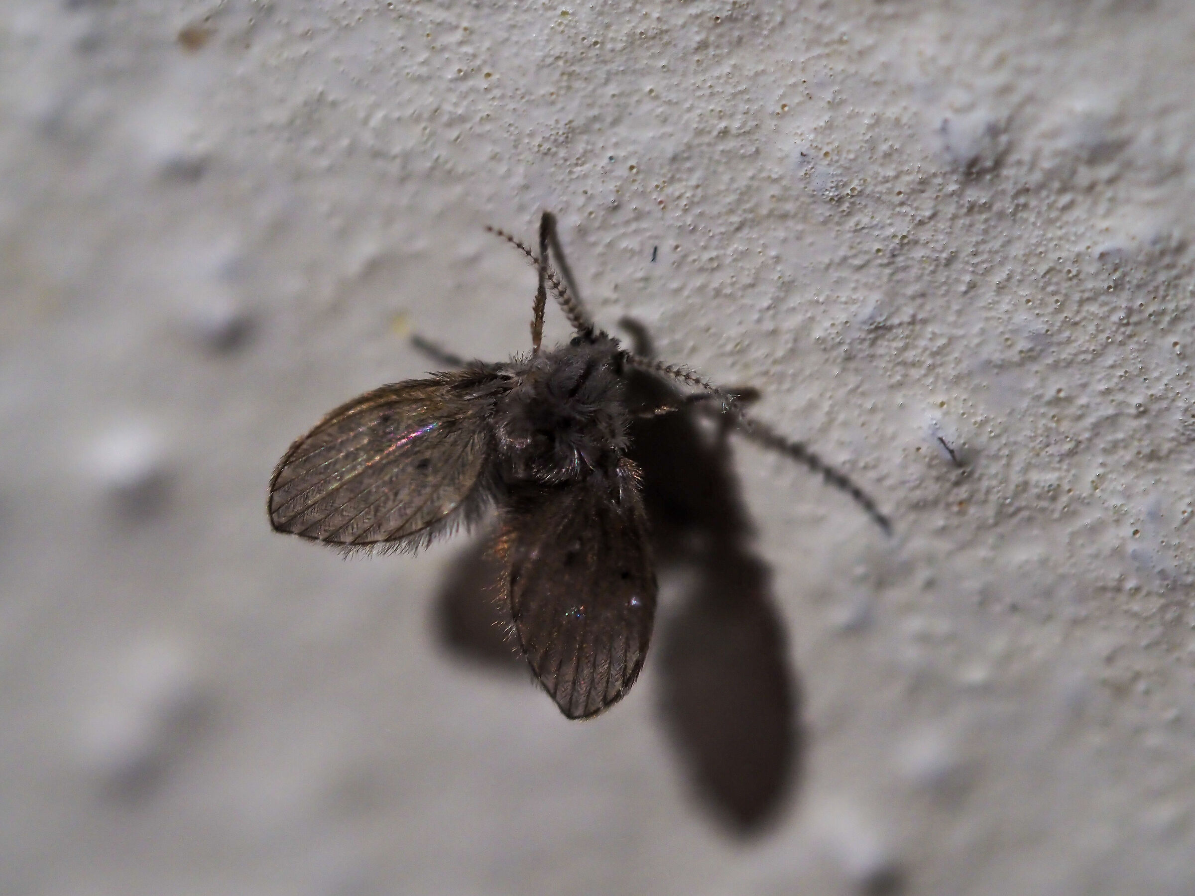 Clogmia albipunctata