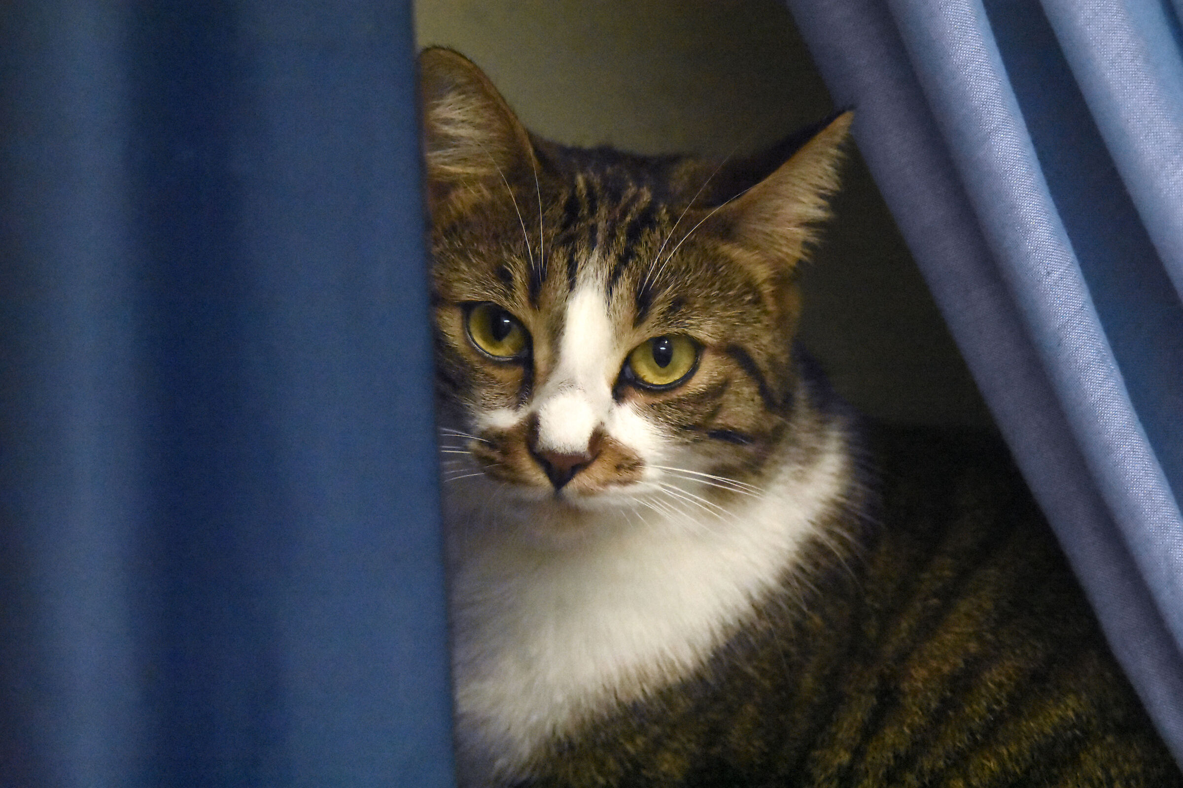 MAYA
