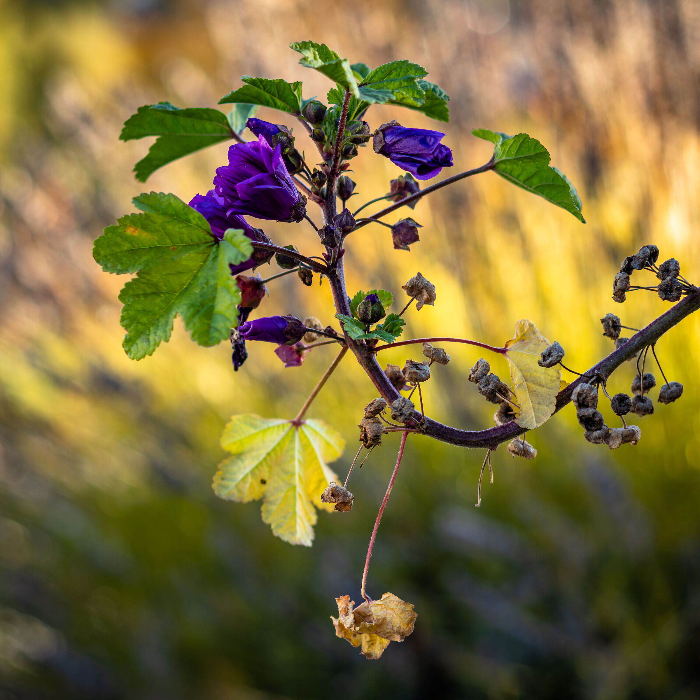 Ultimi fiori di ottobre