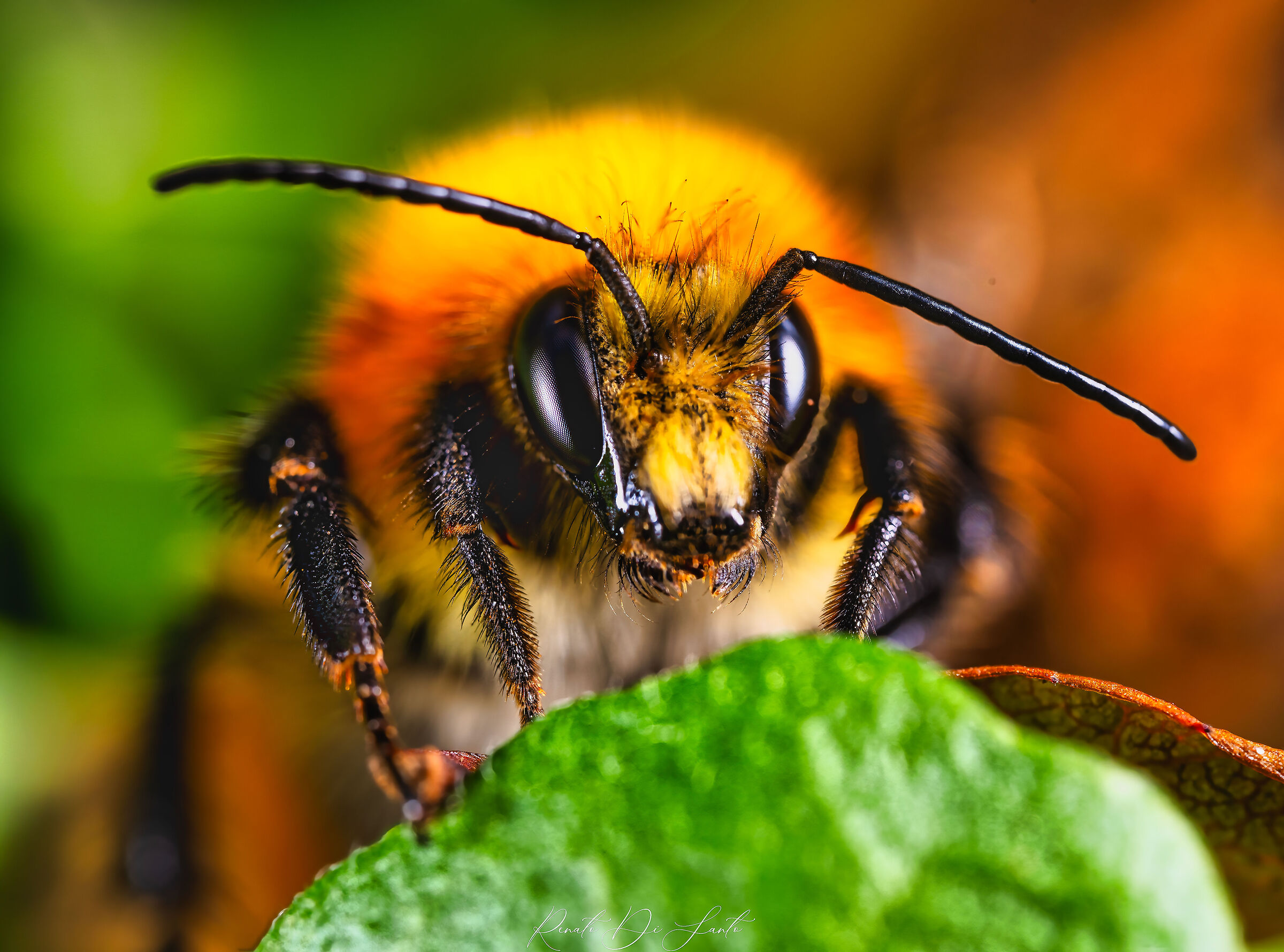 Bumblebee