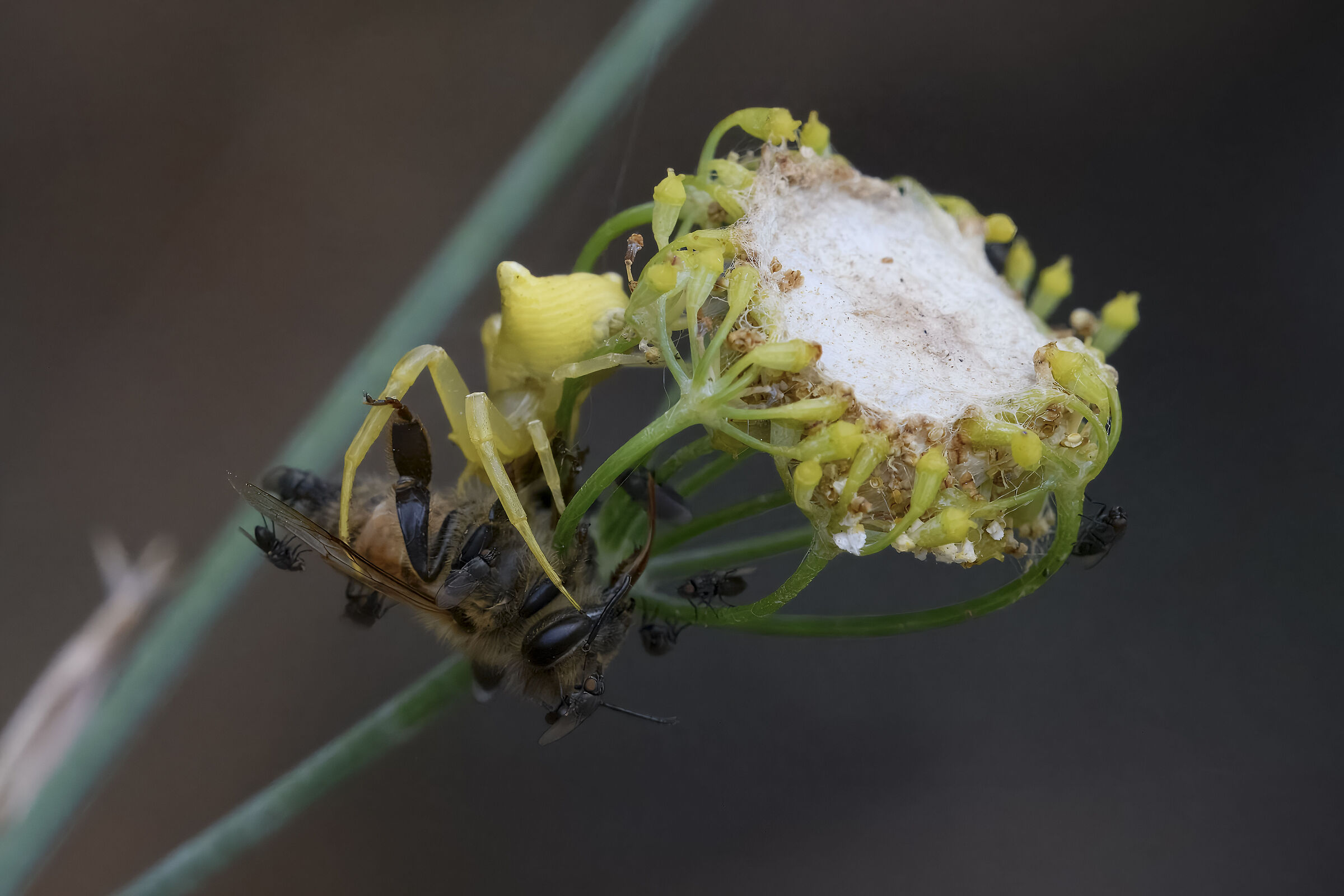 Thomisus onustus