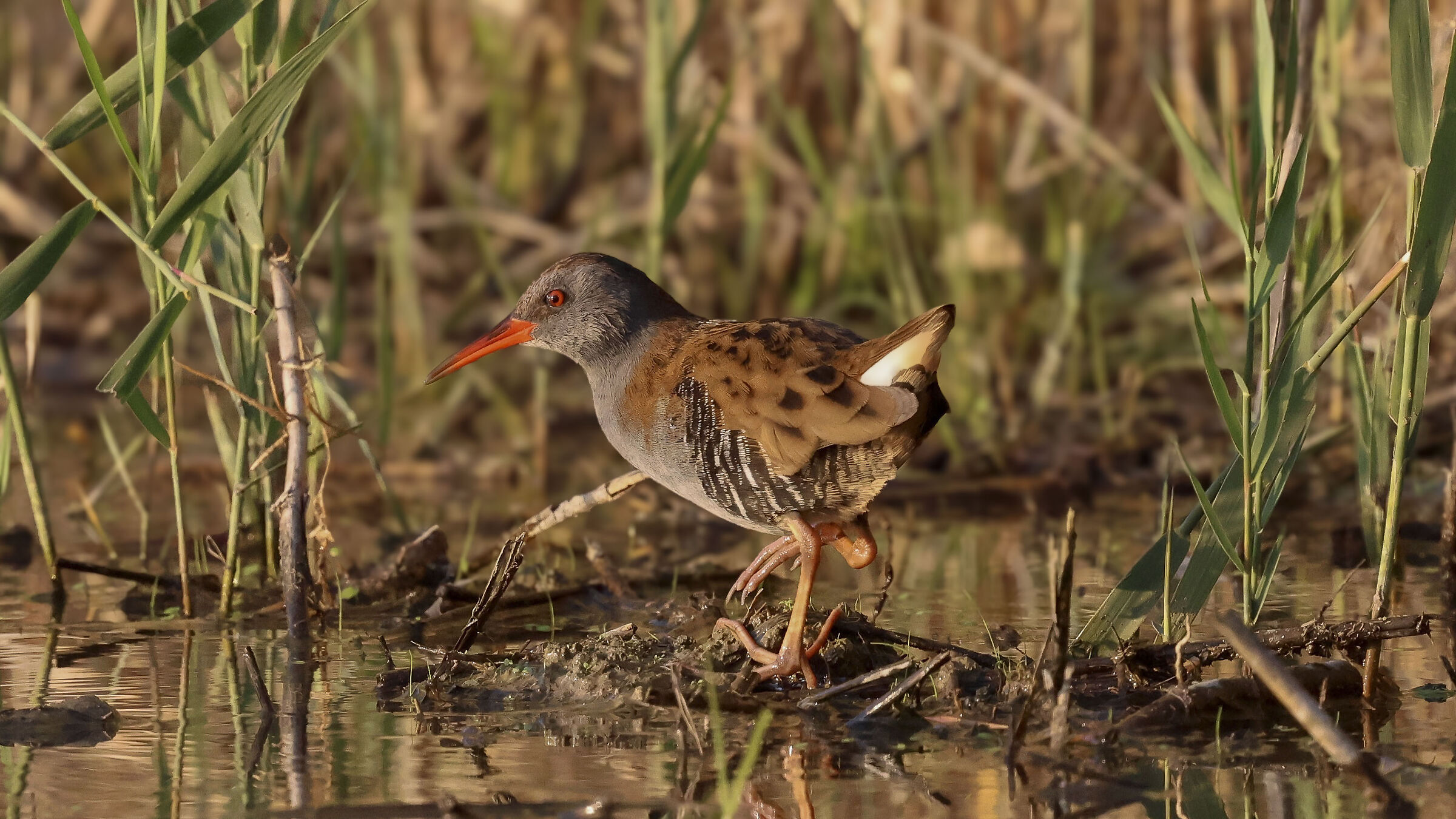 Water rail